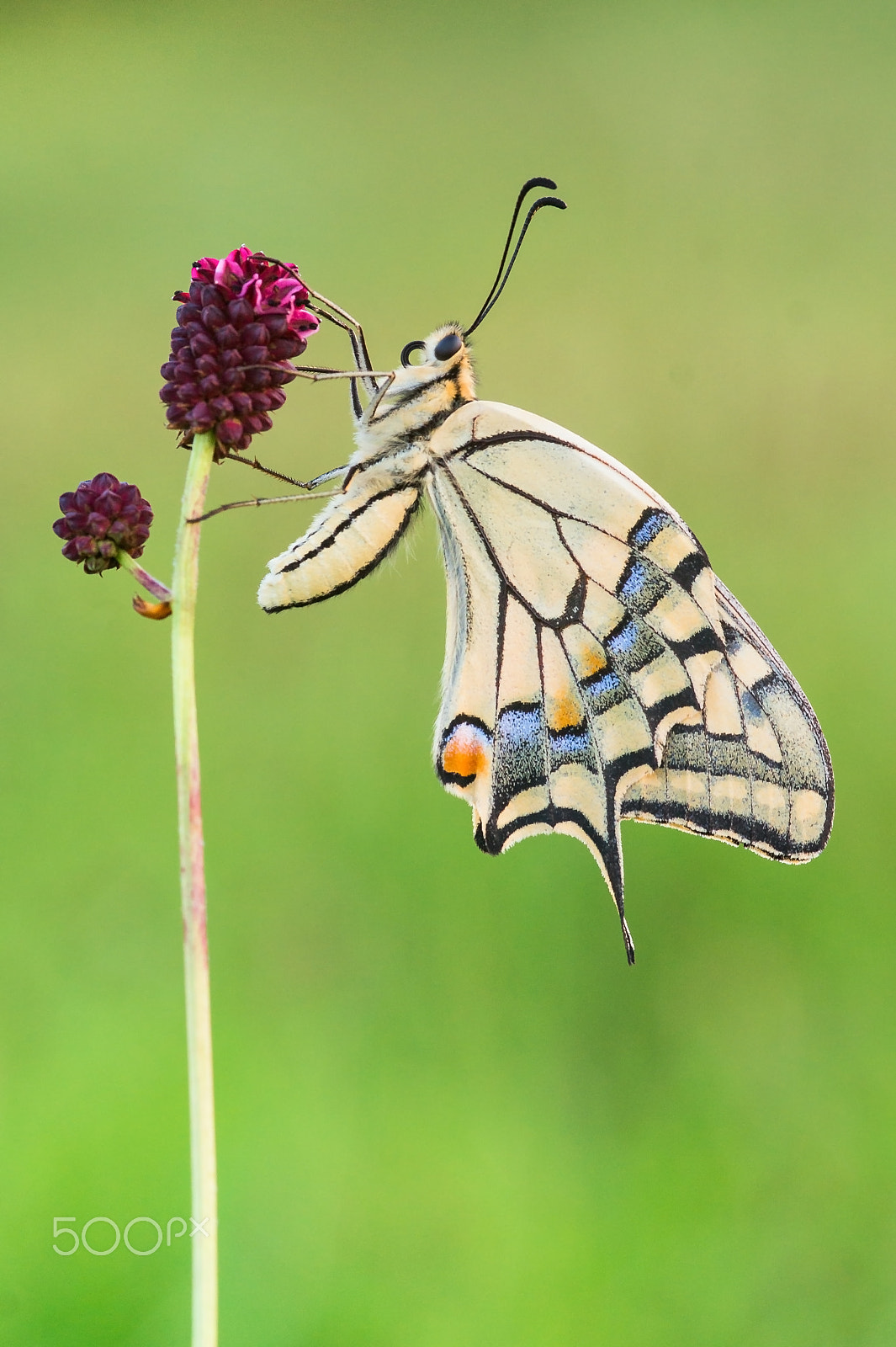 Sigma 30mm F1.4 EX DC HSM sample photo. Papilio machaon photography
