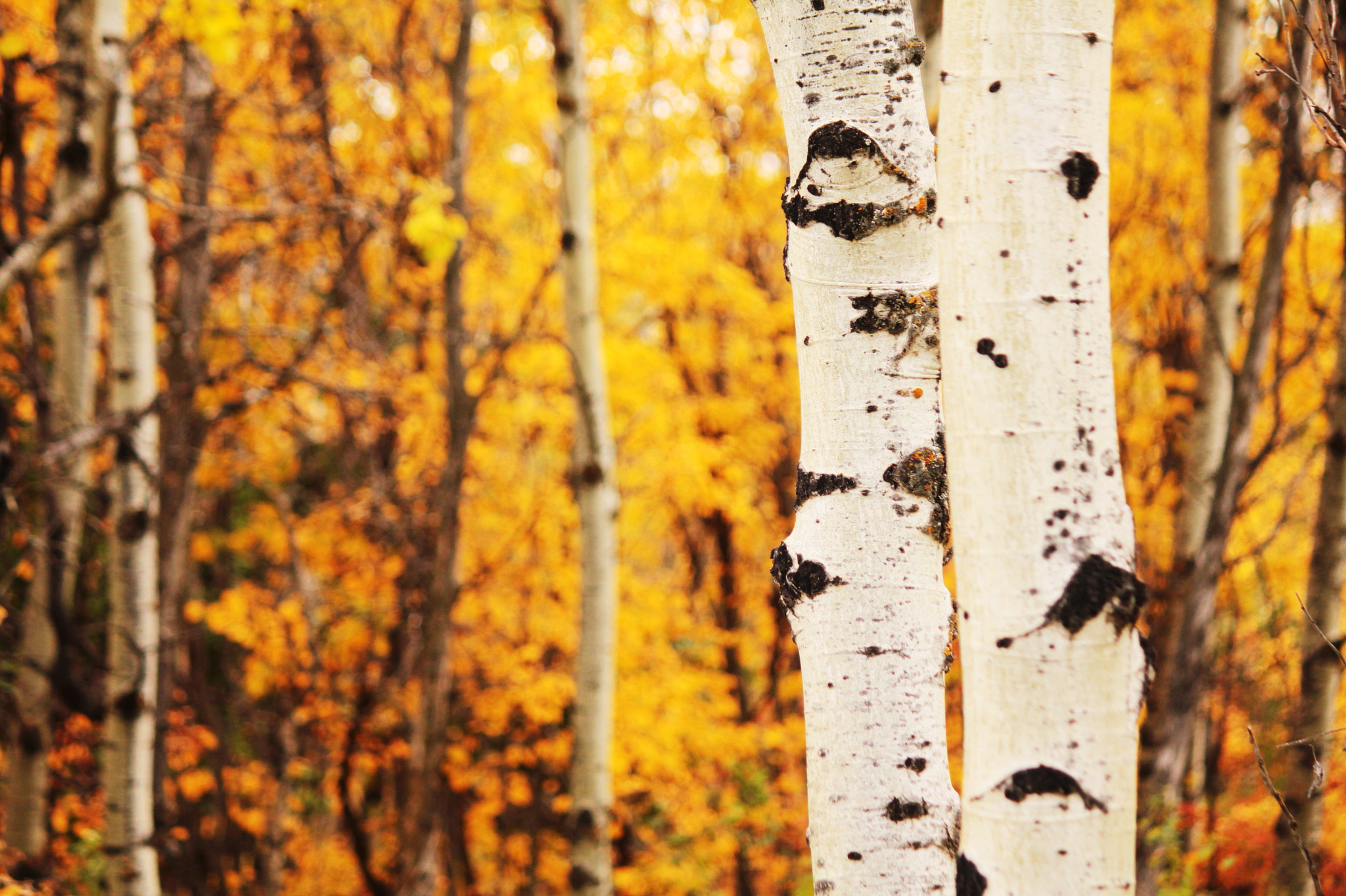 Canon EF-S 55-250mm F4-5.6 IS II sample photo. Golden aspens photography