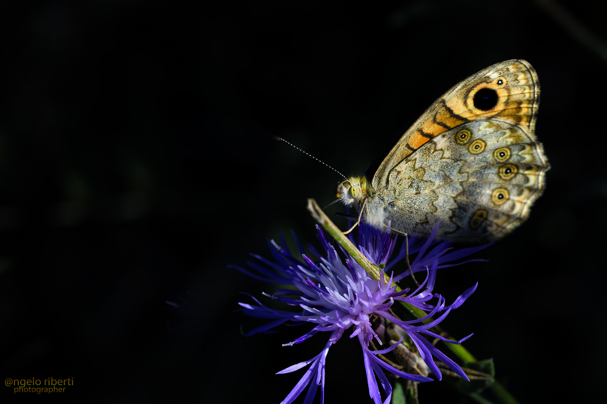 Nikon D500 sample photo. Lei ... sul fiore photography