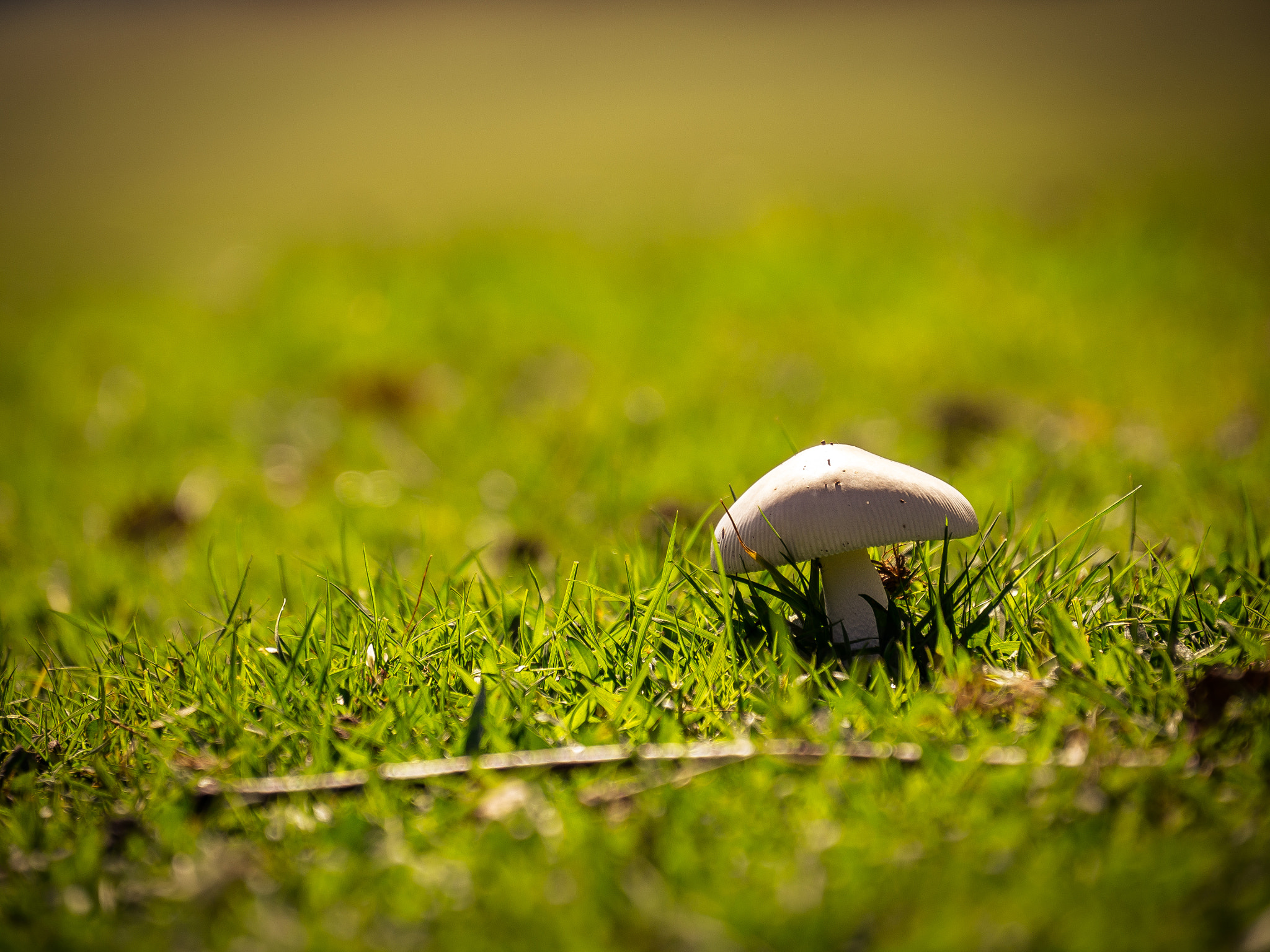 Olympus OM-D E-M10 sample photo. The earth has its music for those who will listen. photography