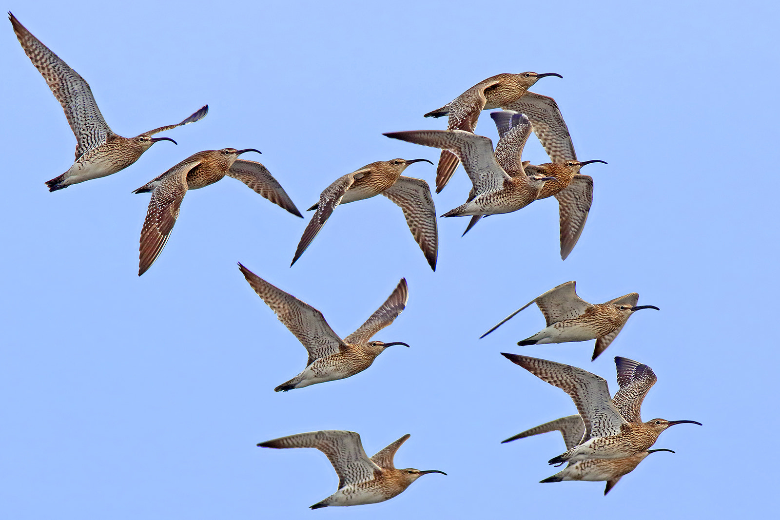Canon EF 500mm f/4.5L + 1.4x sample photo. Eurasian curlews photography