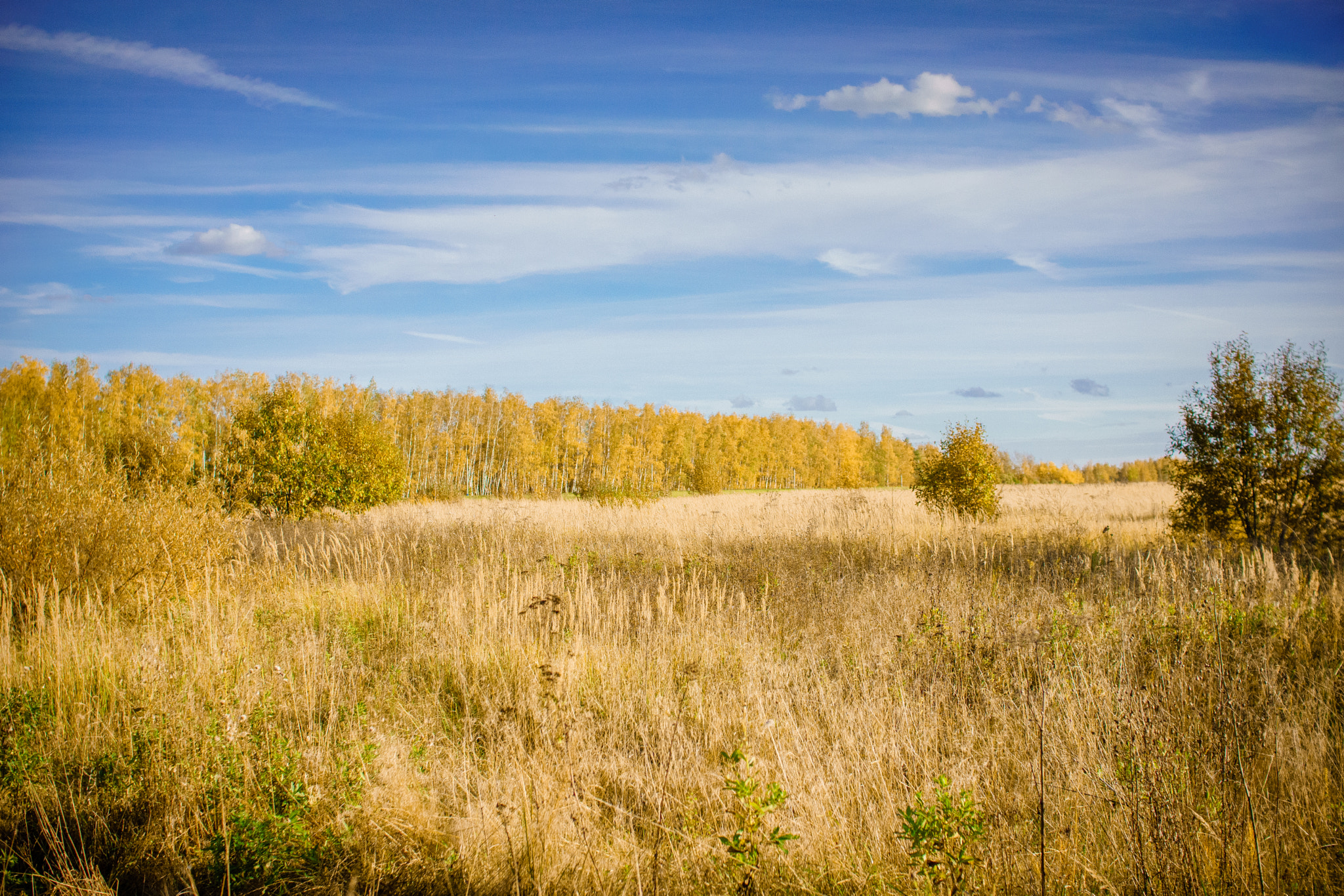 Sony ILCA-77M2 sample photo. художница природа photography