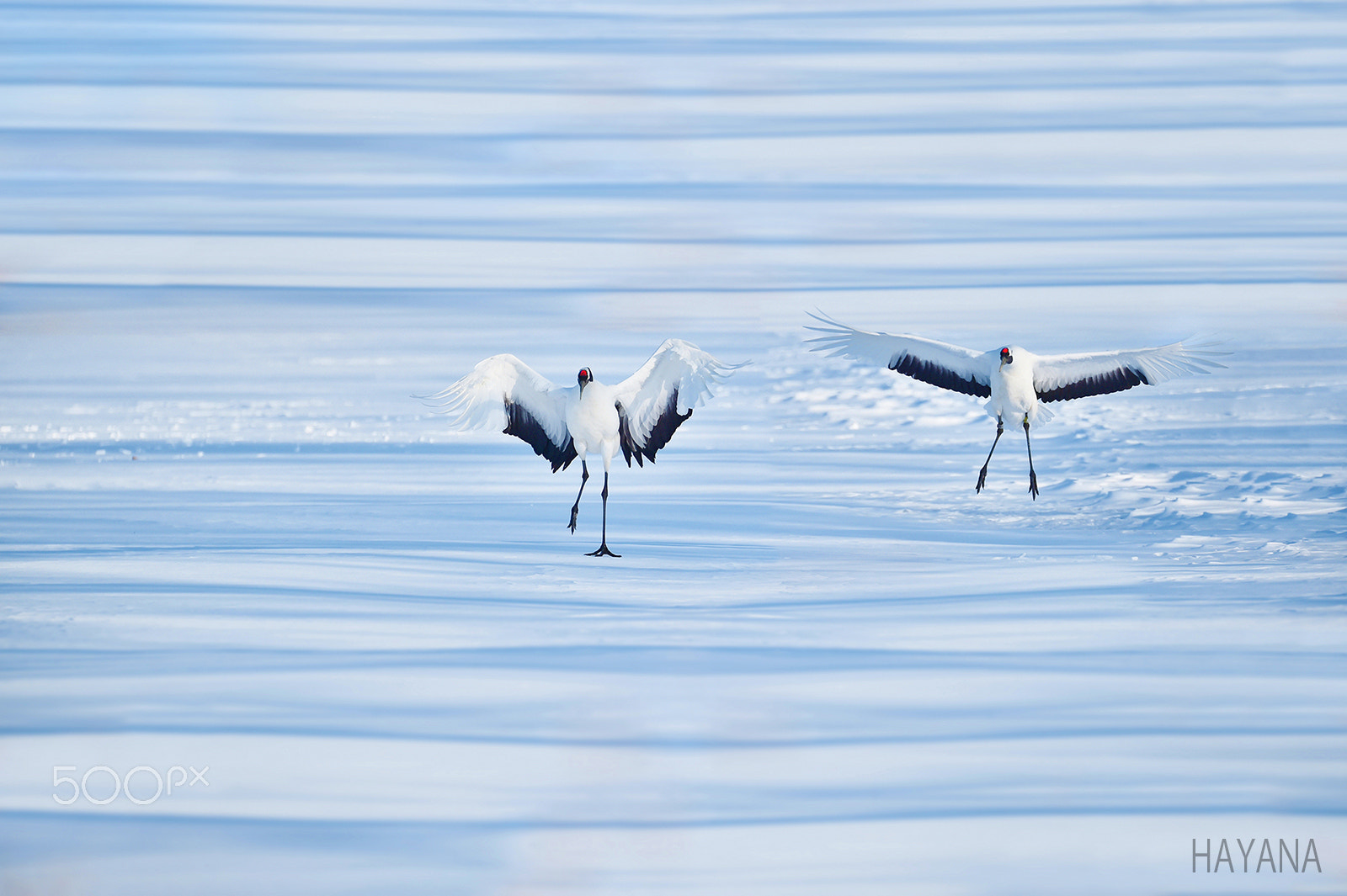 Sigma 150-600mm F5-6.3 DG OS HSM | S sample photo. Hokkaido photography