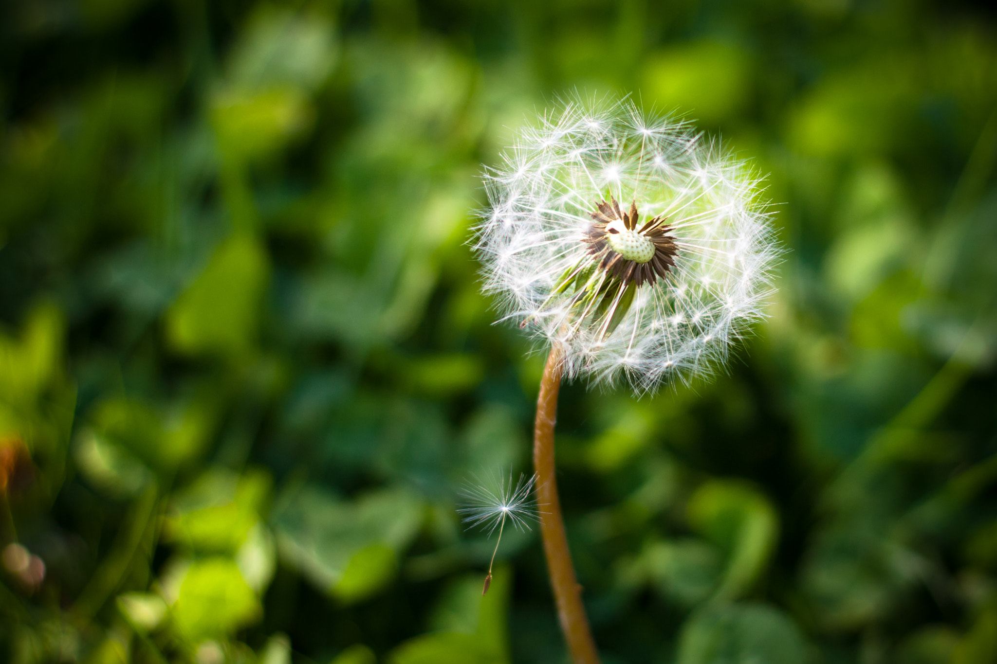 Canon EOS 450D (EOS Rebel XSi / EOS Kiss X2) sample photo. Dandelion and it's flying seed photography