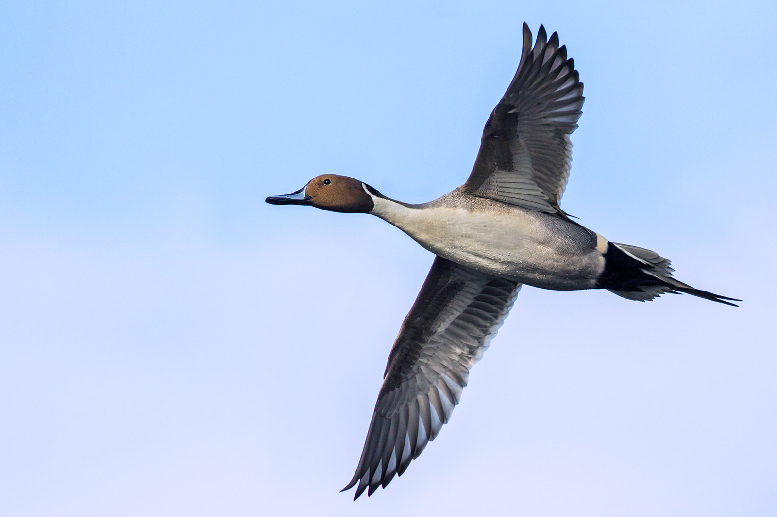 Canon EF 300mm F2.8L IS II USM sample photo. Codon photography