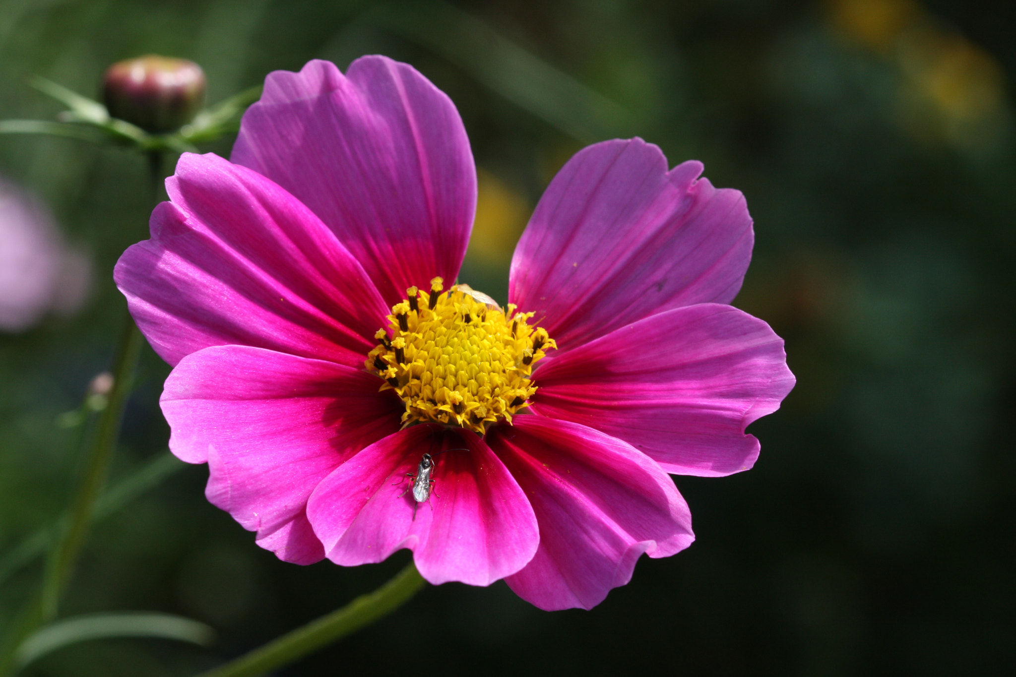 Canon EF 100mm F2.8 Macro USM sample photo. Have you seen my lost petal? photography