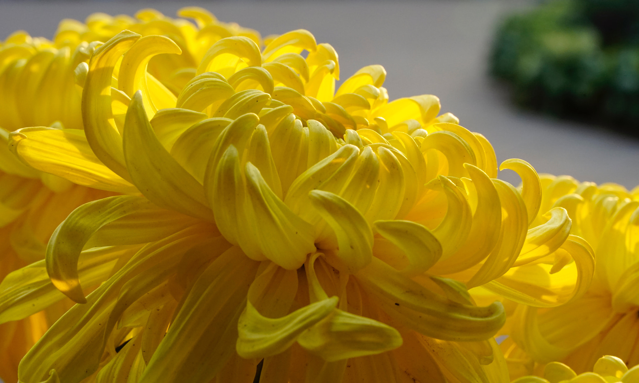 Sony FE 90mm F2.8 Macro G OSS sample photo. 黃花怒放 photography
