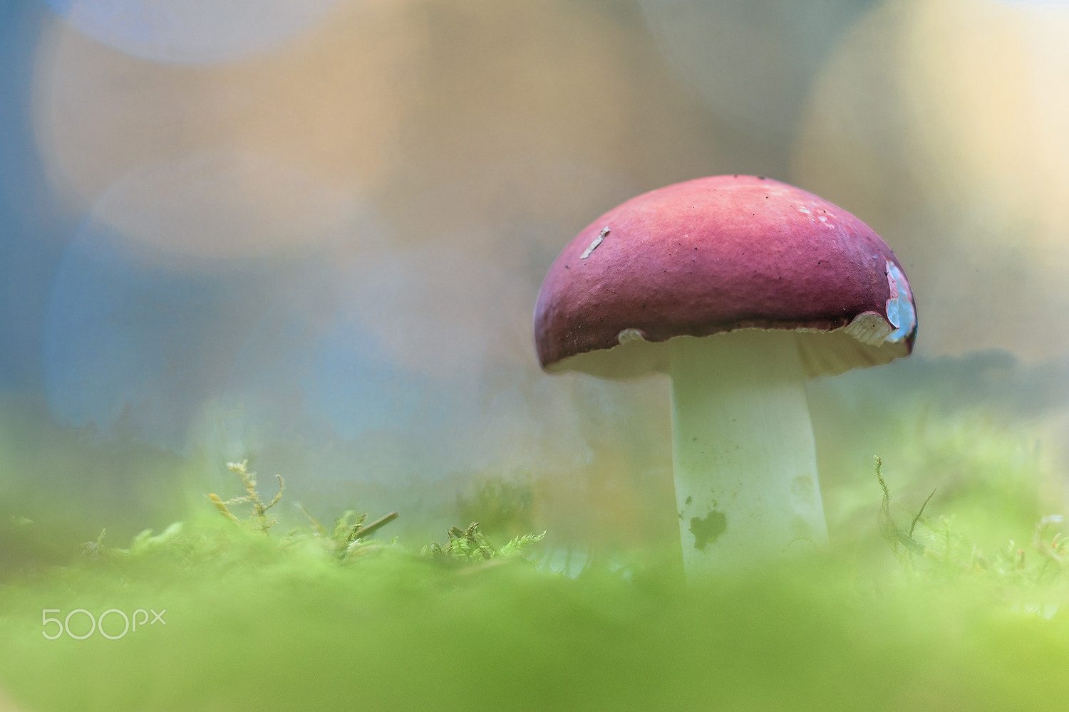 Nikon D500 + Sigma 150mm F2.8 EX DG Macro HSM sample photo. Russula paludosa photography