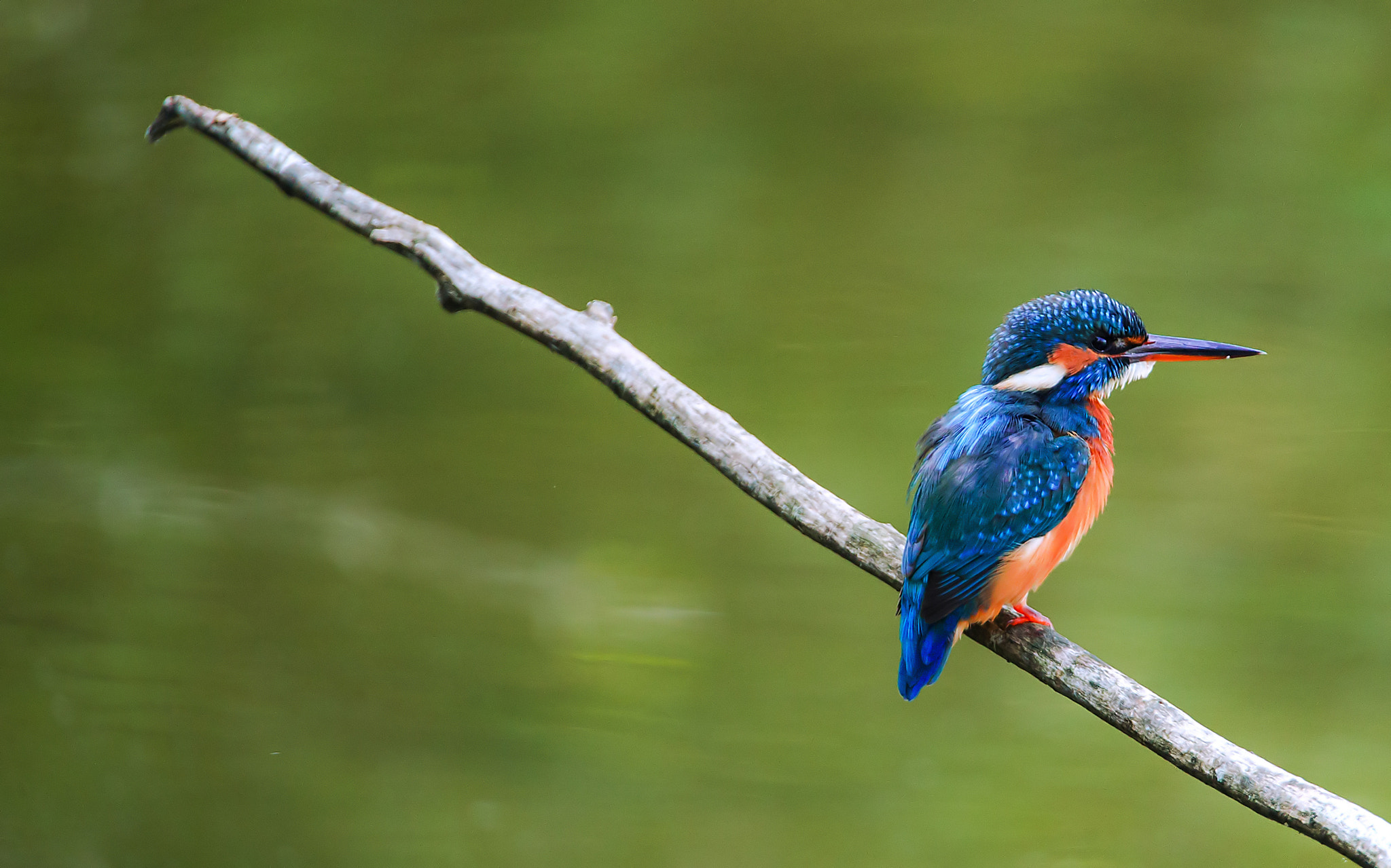 Sigma 150-600mm F5-6.3 DG OS HSM | C sample photo. Martino5! photography