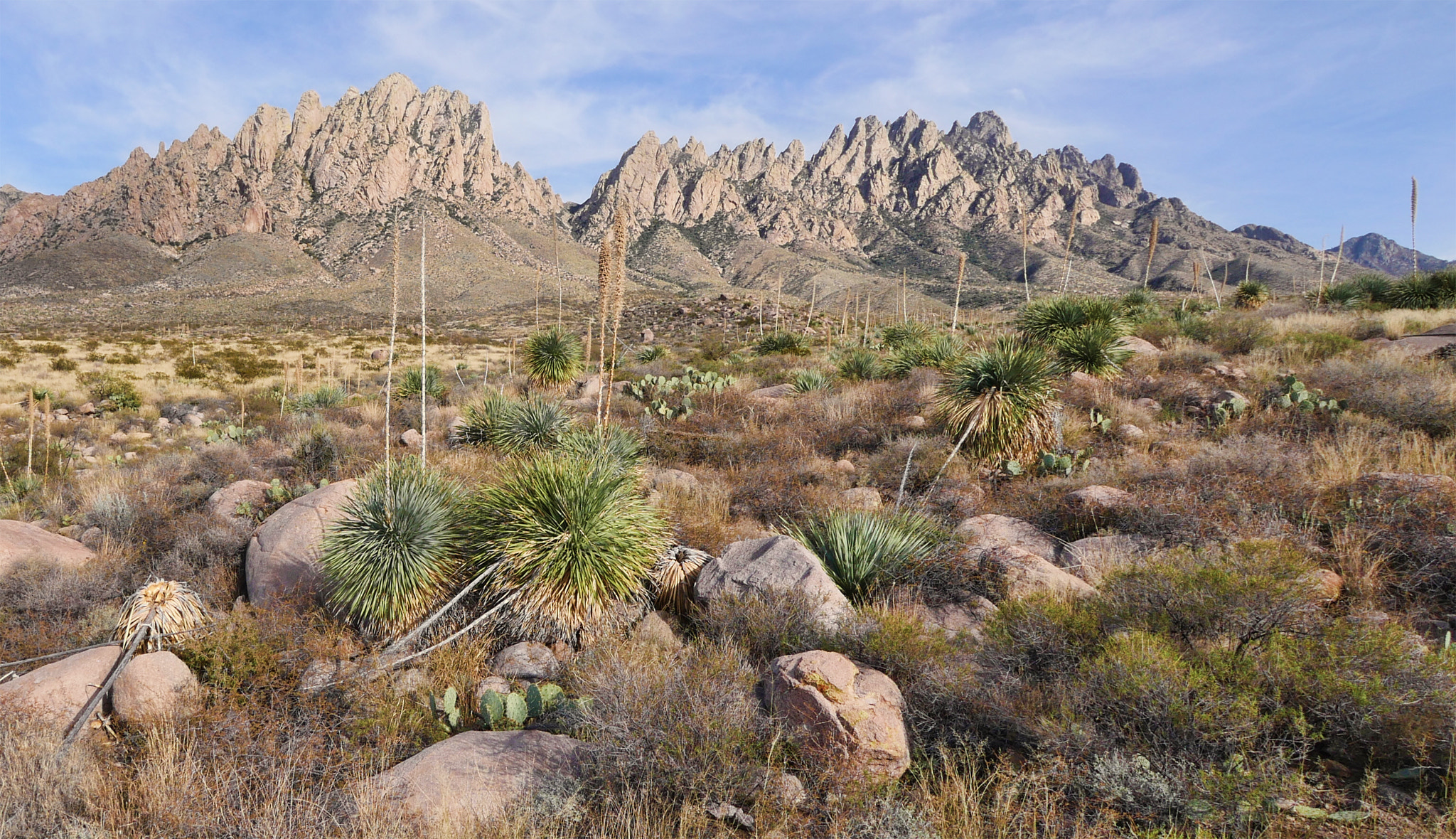 Panasonic Lumix DMC-GX8 + Panasonic Lumix G Vario 7-14mm F4 ASPH sample photo. Chihuahuan desert landscape photography