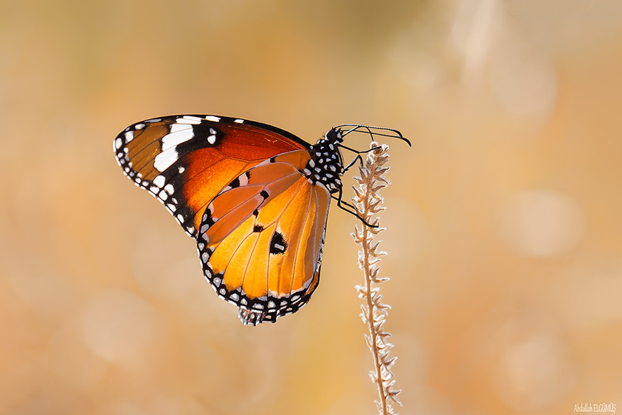 Canon EF 100mm F2.8 Macro USM sample photo. Sultan / danaus chrysippus photography