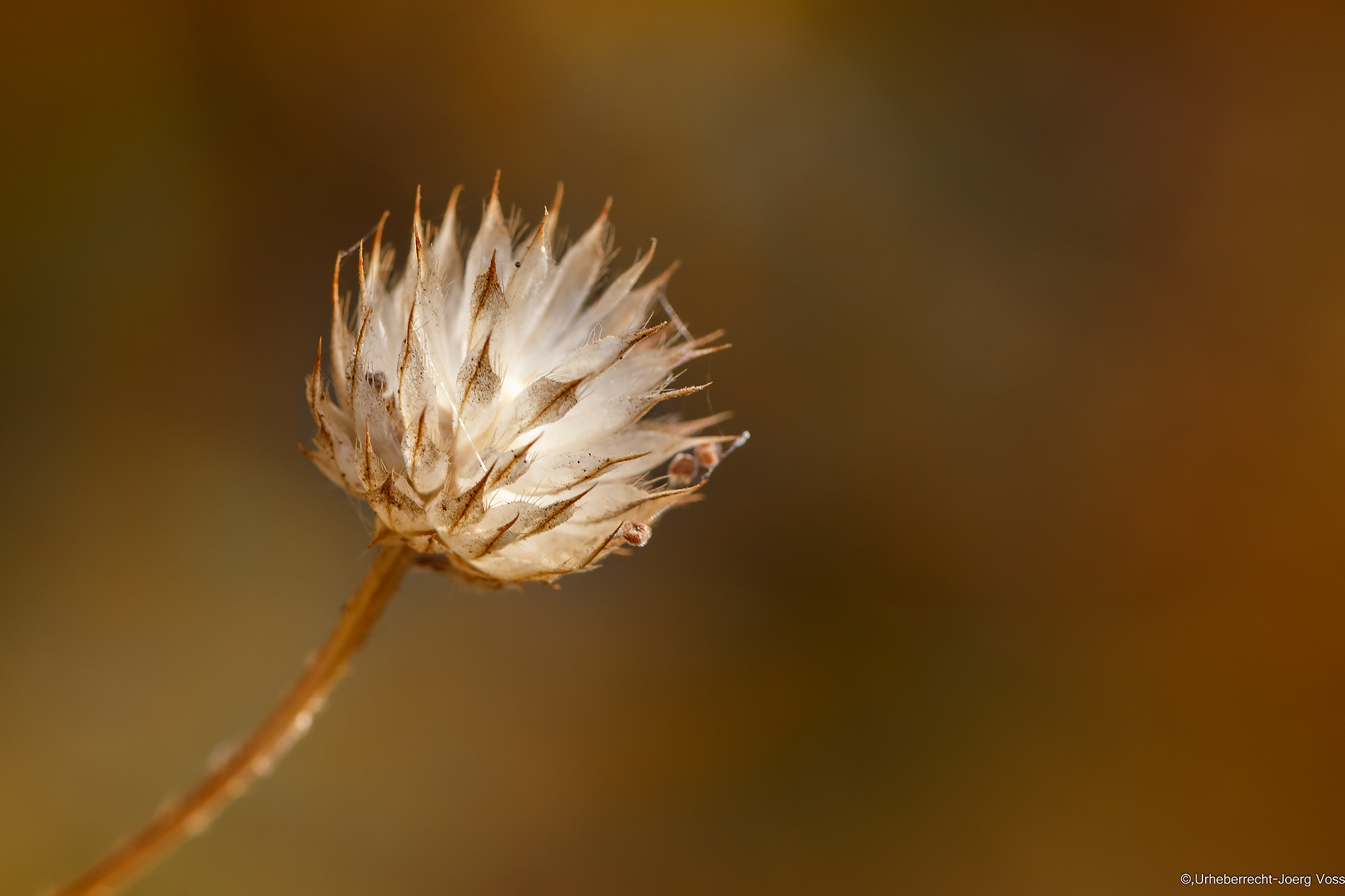 Canon EF 100mm F2.8L Macro IS USM sample photo. Autumn lights 9 photography