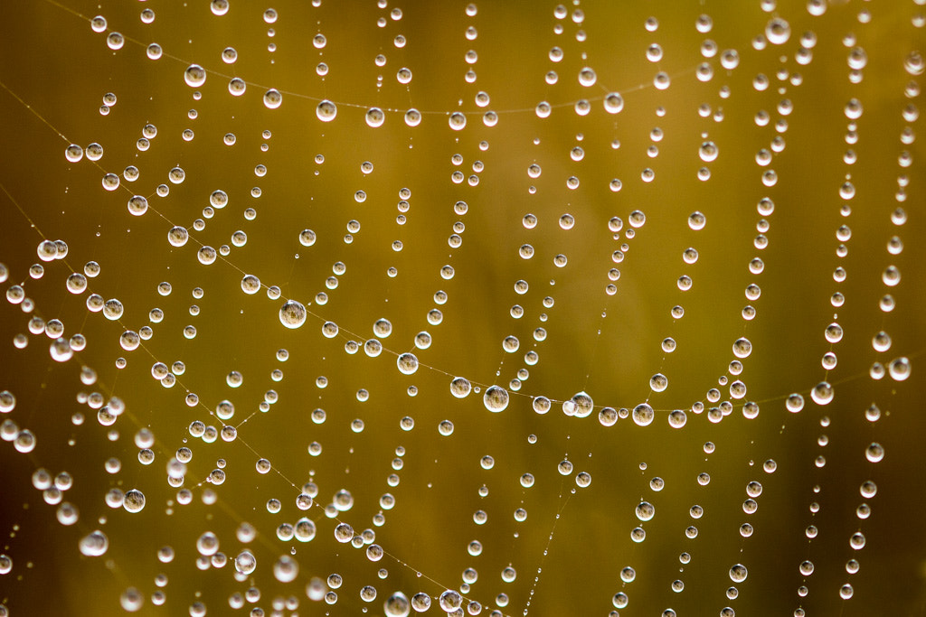 Sigma 105mm F2.8 EX DG OS HSM sample photo. Aufgereiht photography