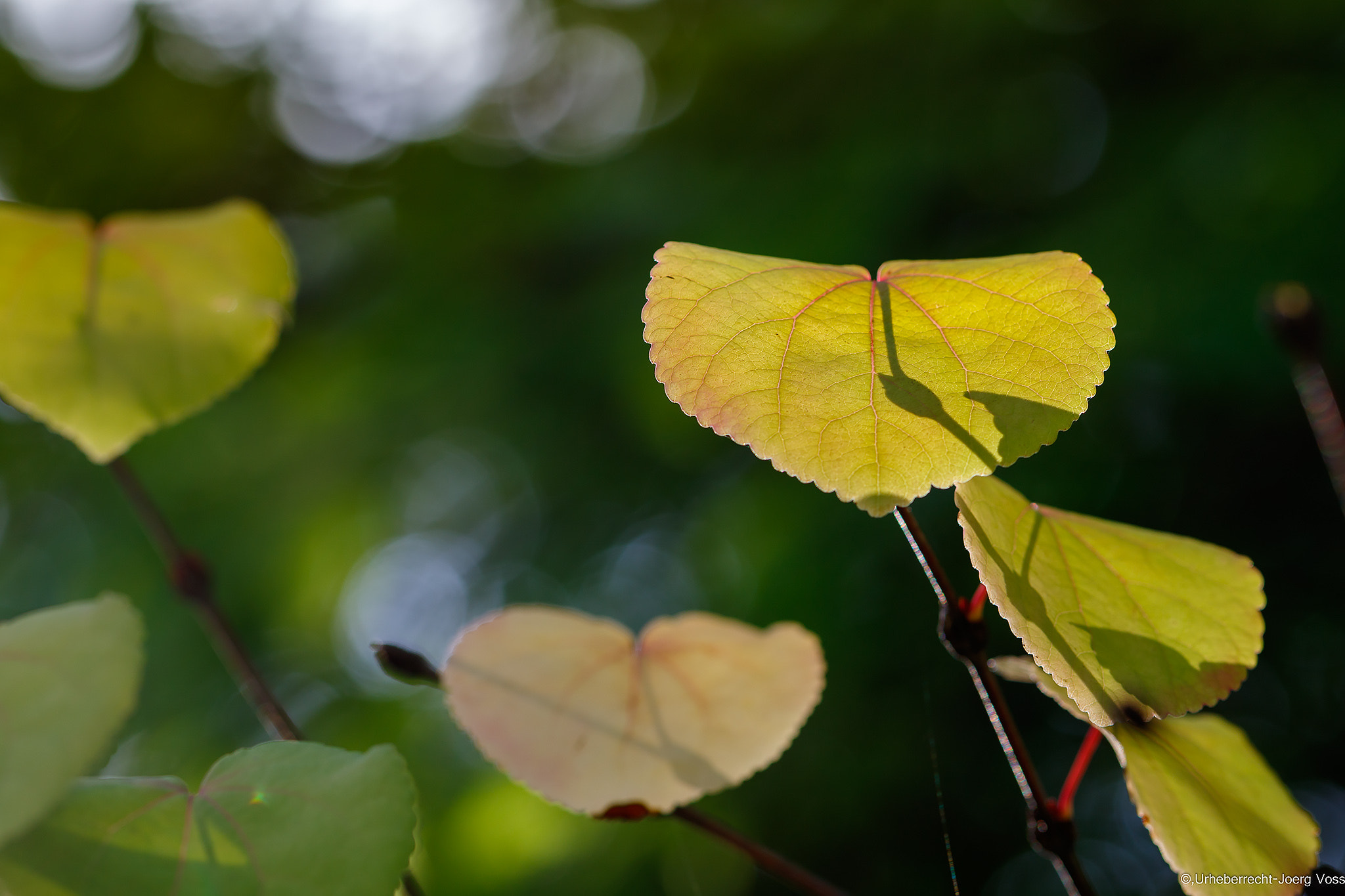 Canon EF 100mm F2.8L Macro IS USM sample photo. Autumn lights 10 photography