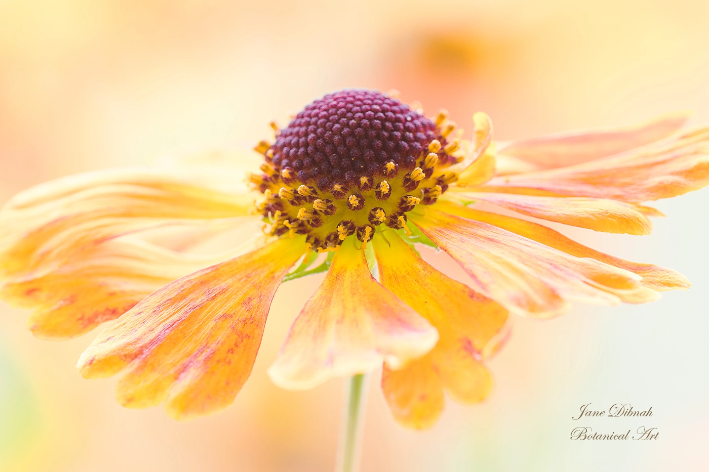 Canon EF 180mm F3.5L Macro USM sample photo. Sneezeweed photography