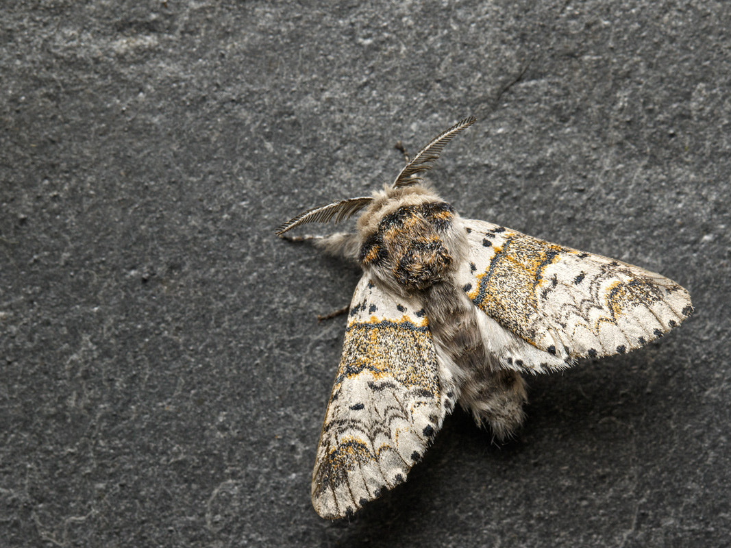 Canon EF 100mm F2.8L Macro IS USM sample photo. Poplar kitten photography