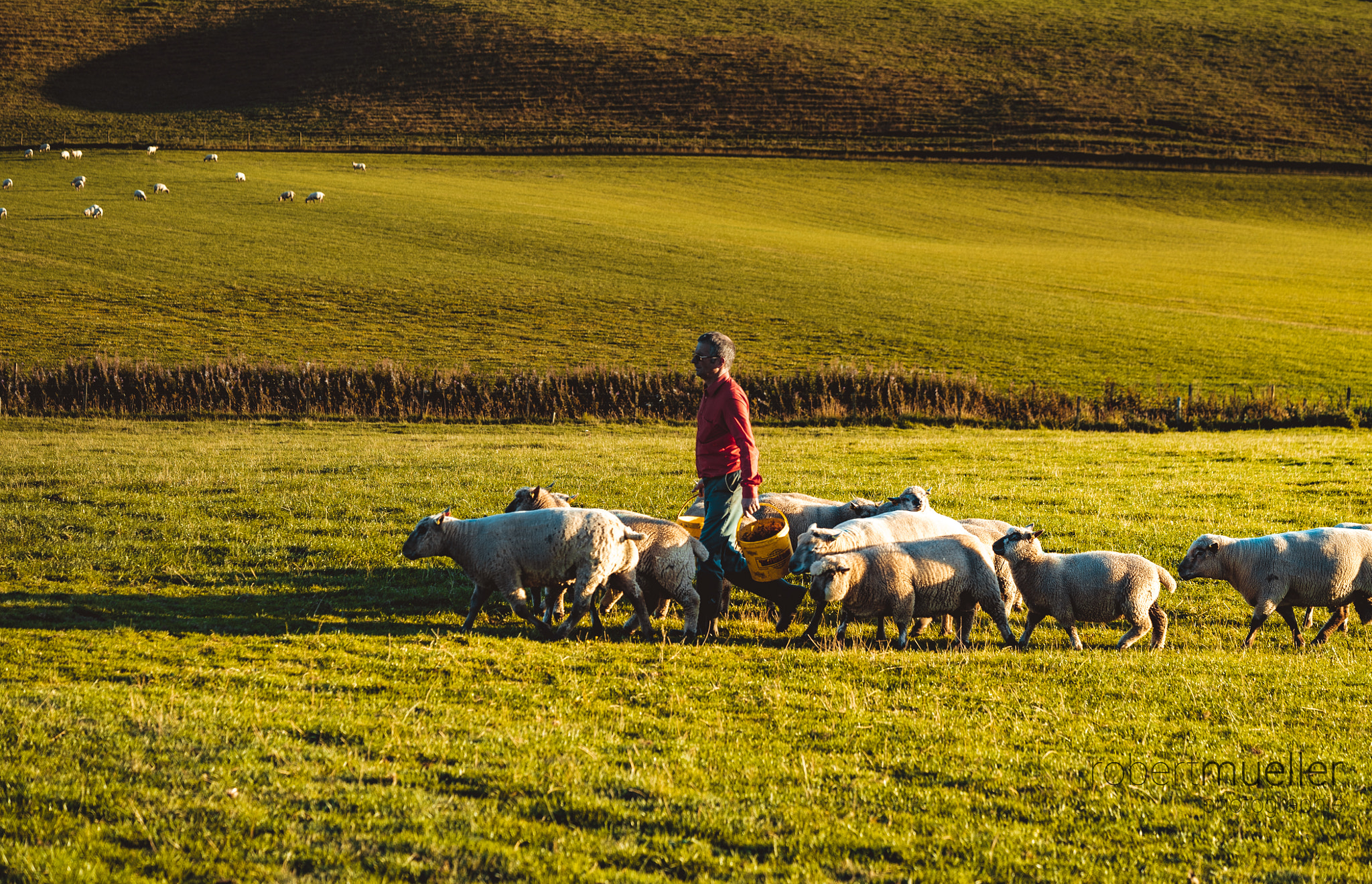 Sony a7S + Sony FE 90mm F2.8 Macro G OSS sample photo. Farmer with sheep photography