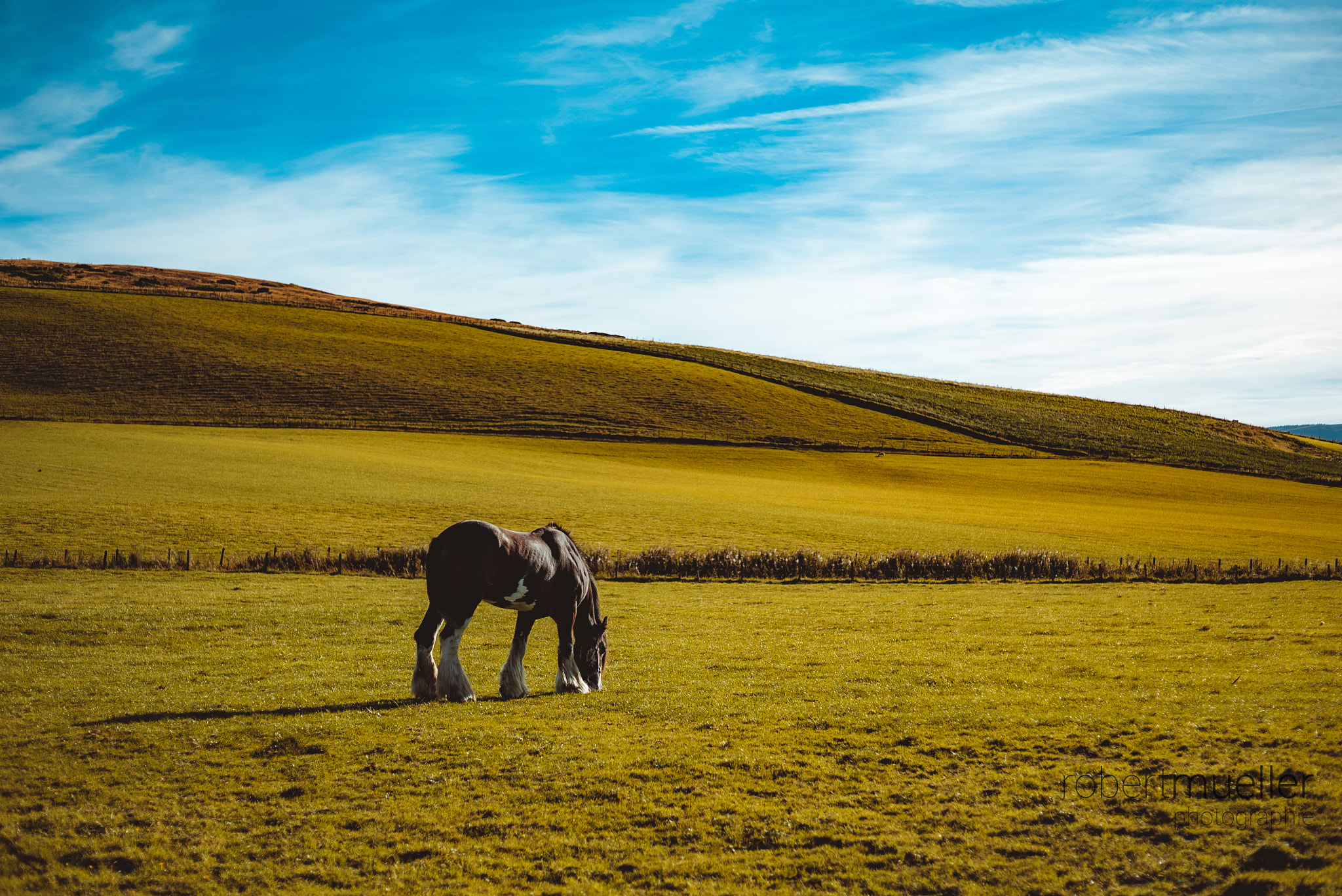 E 50mm F2 sample photo. Bill - the boghead farm horse photography