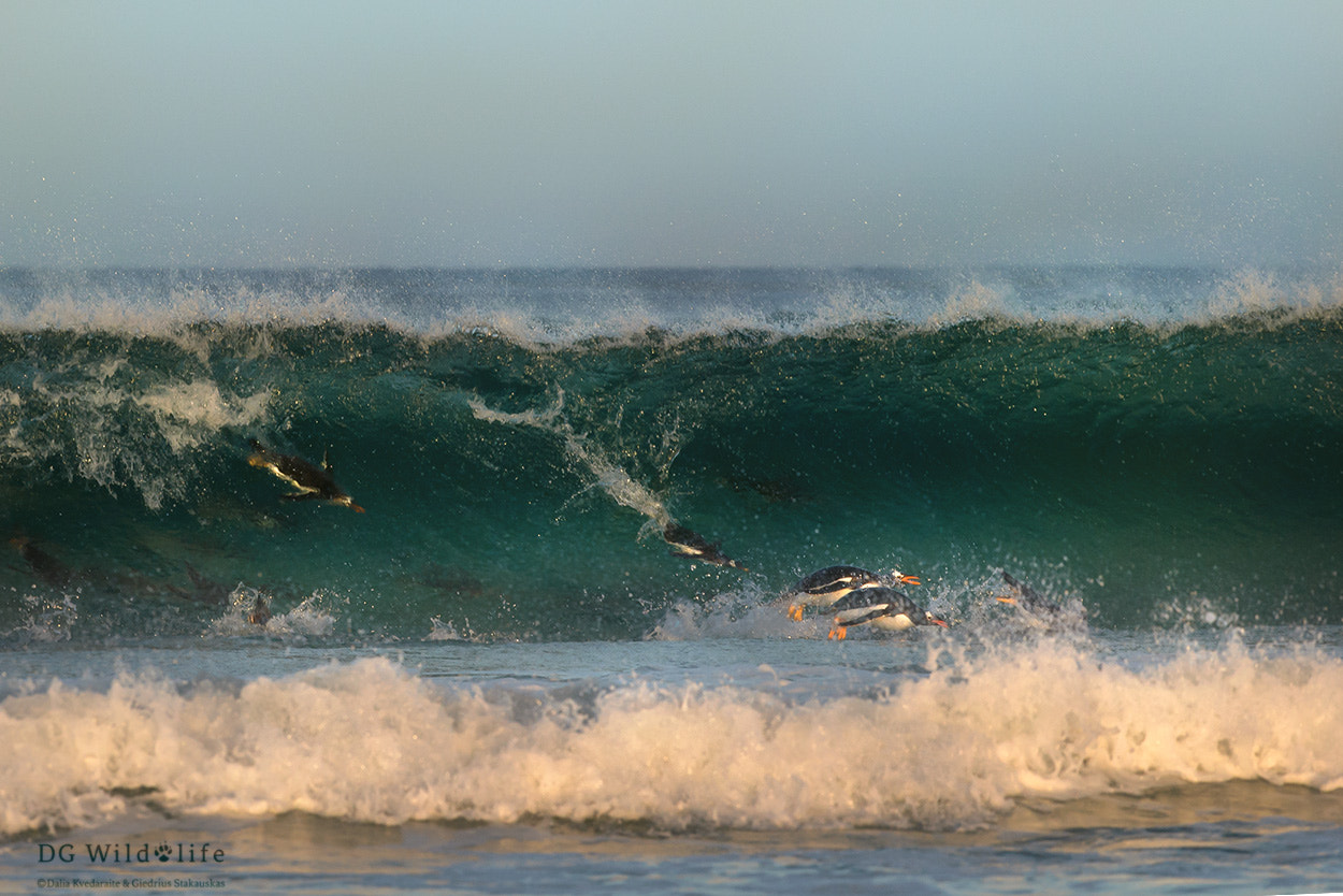 Canon EF 300mm F2.8L IS II USM sample photo. The coast of falkland islands photography