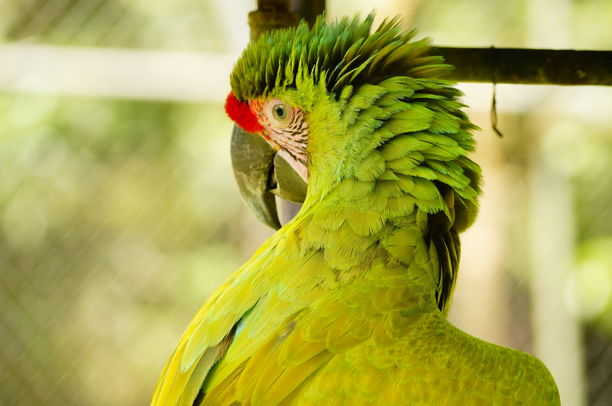 Sony DT 55-200mm F4-5.6 SAM sample photo. Lapa verde photography