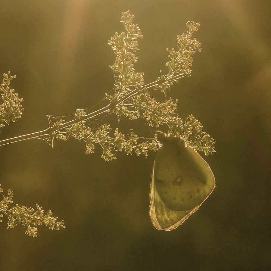 Sigma 105mm F2.8 EX DG Macro sample photo. Controluce photography