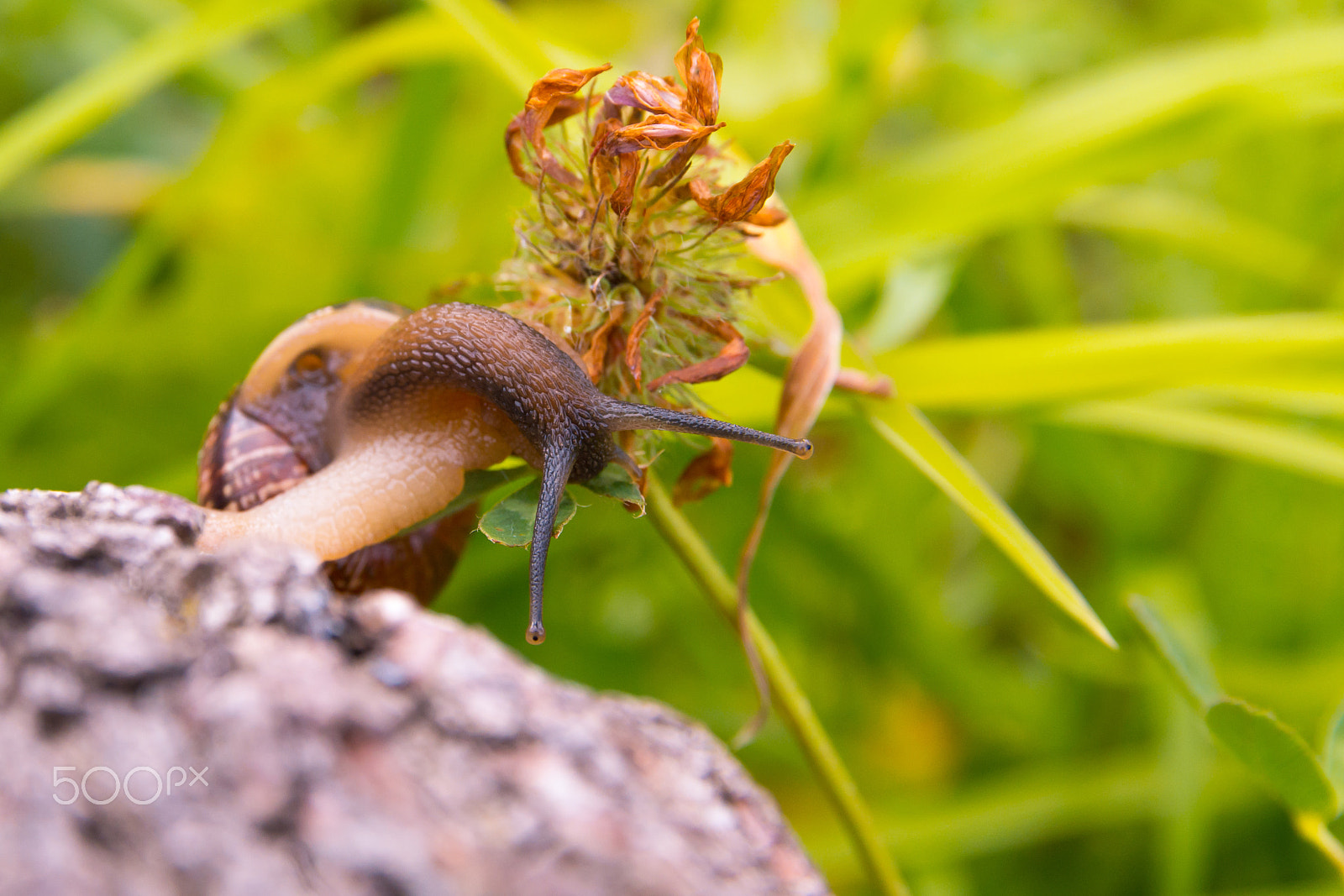 Sigma 17-70mm F2.8-4 DC Macro OS HSM | C sample photo. Snail photography