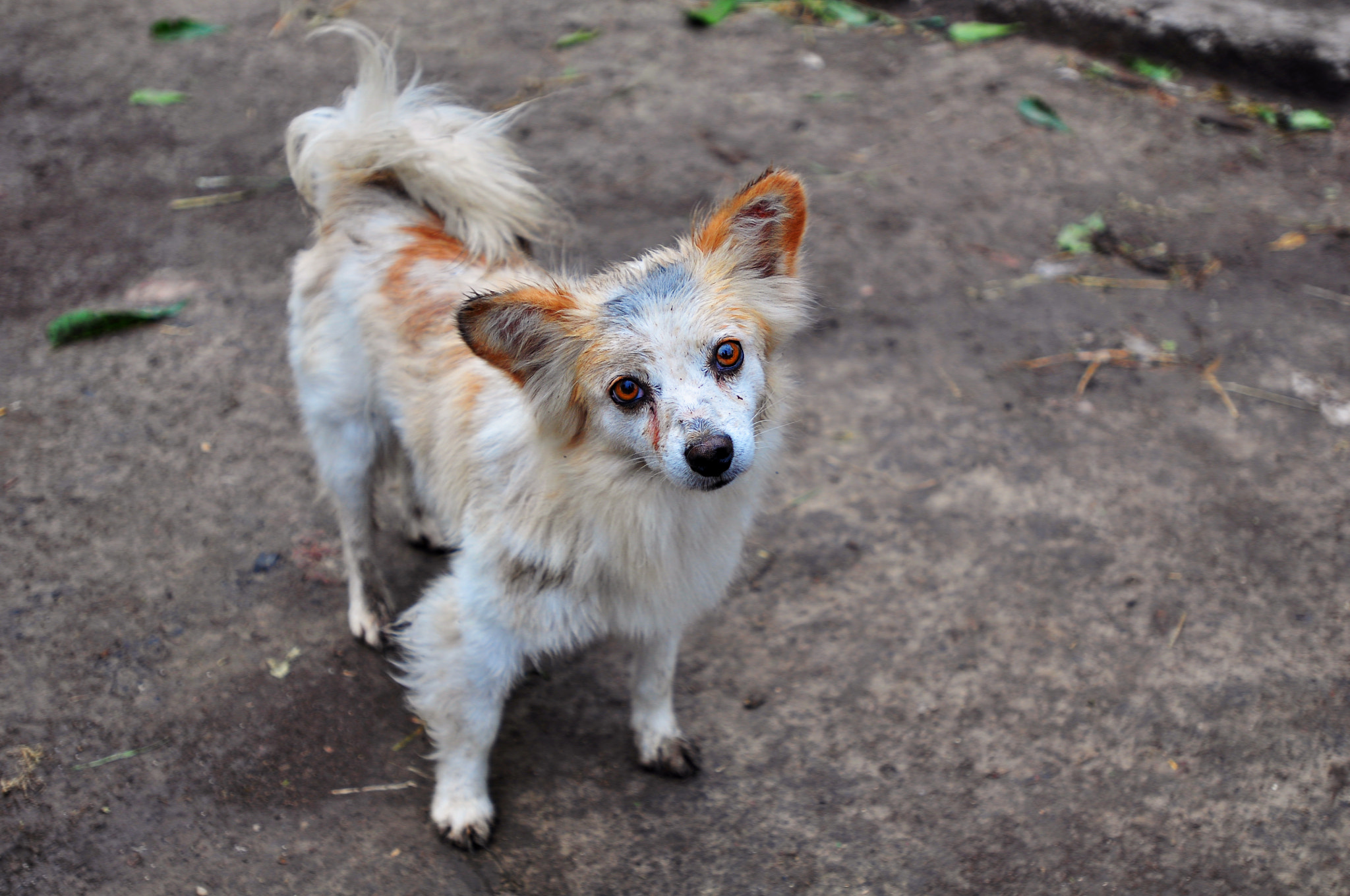 Nikon AF-S Nikkor 17-35mm F2.8D ED-IF sample photo. Portrait of a farm dog photography