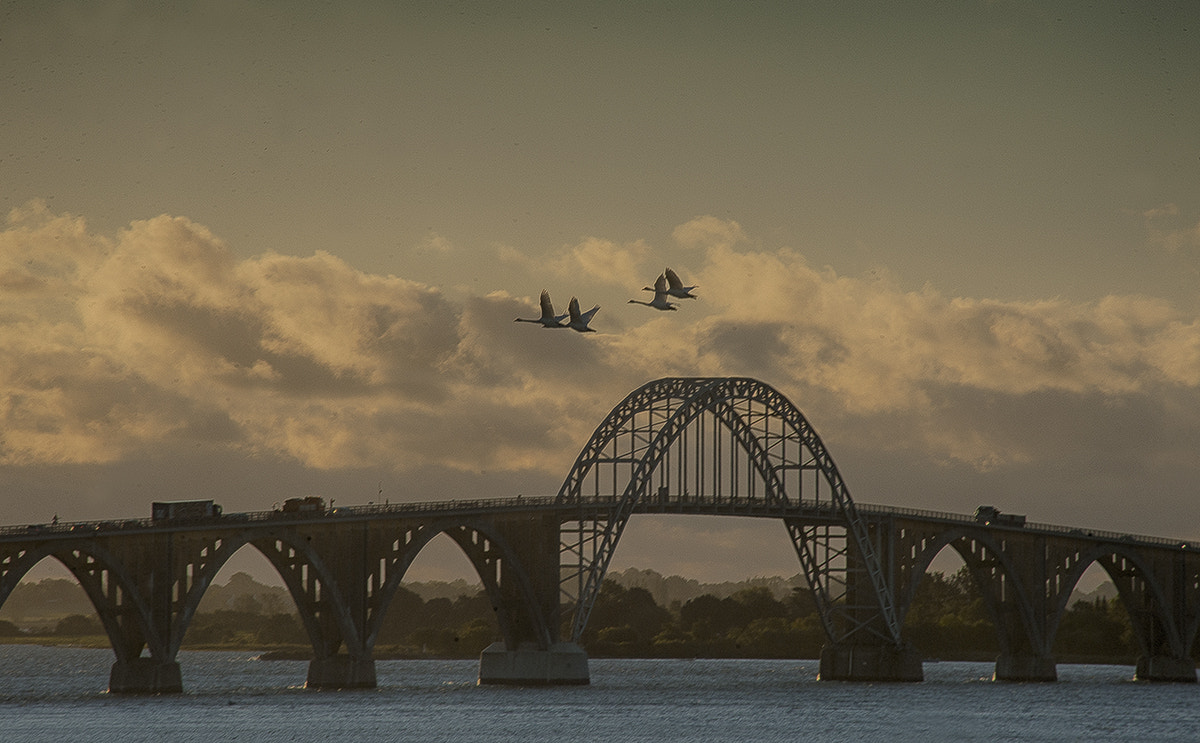 Nikon D3 sample photo. The swans and the bridge photography