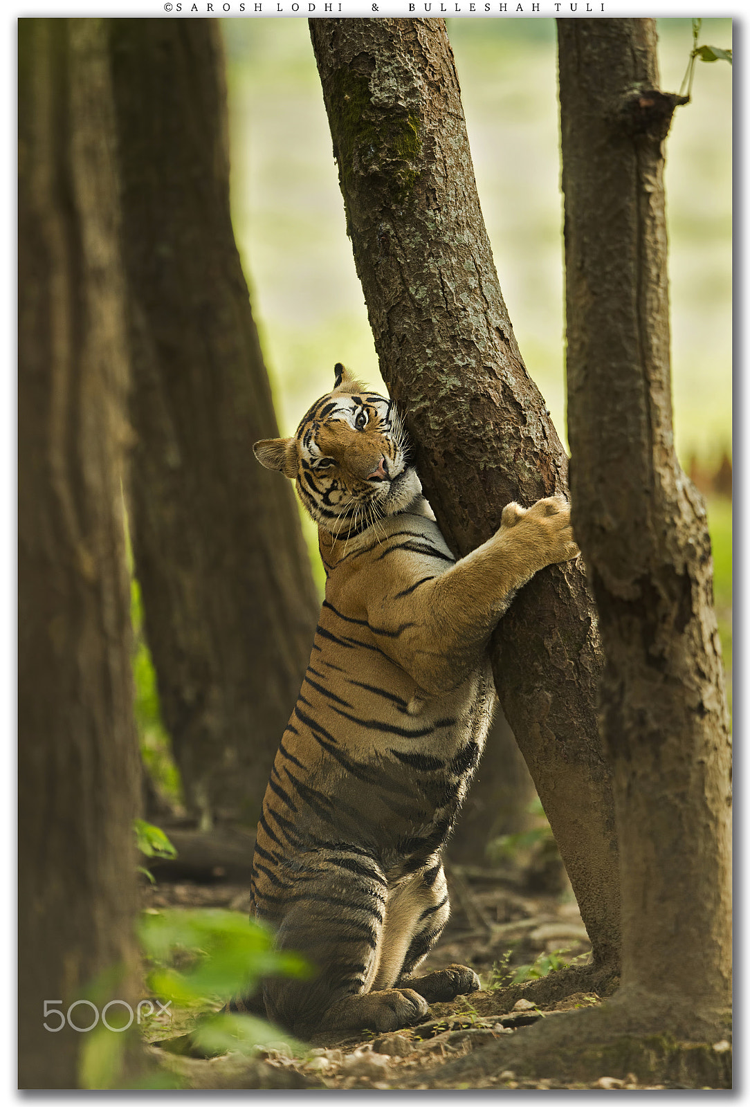 Canon EF 400mm F2.8L IS USM sample photo. Save trees photography