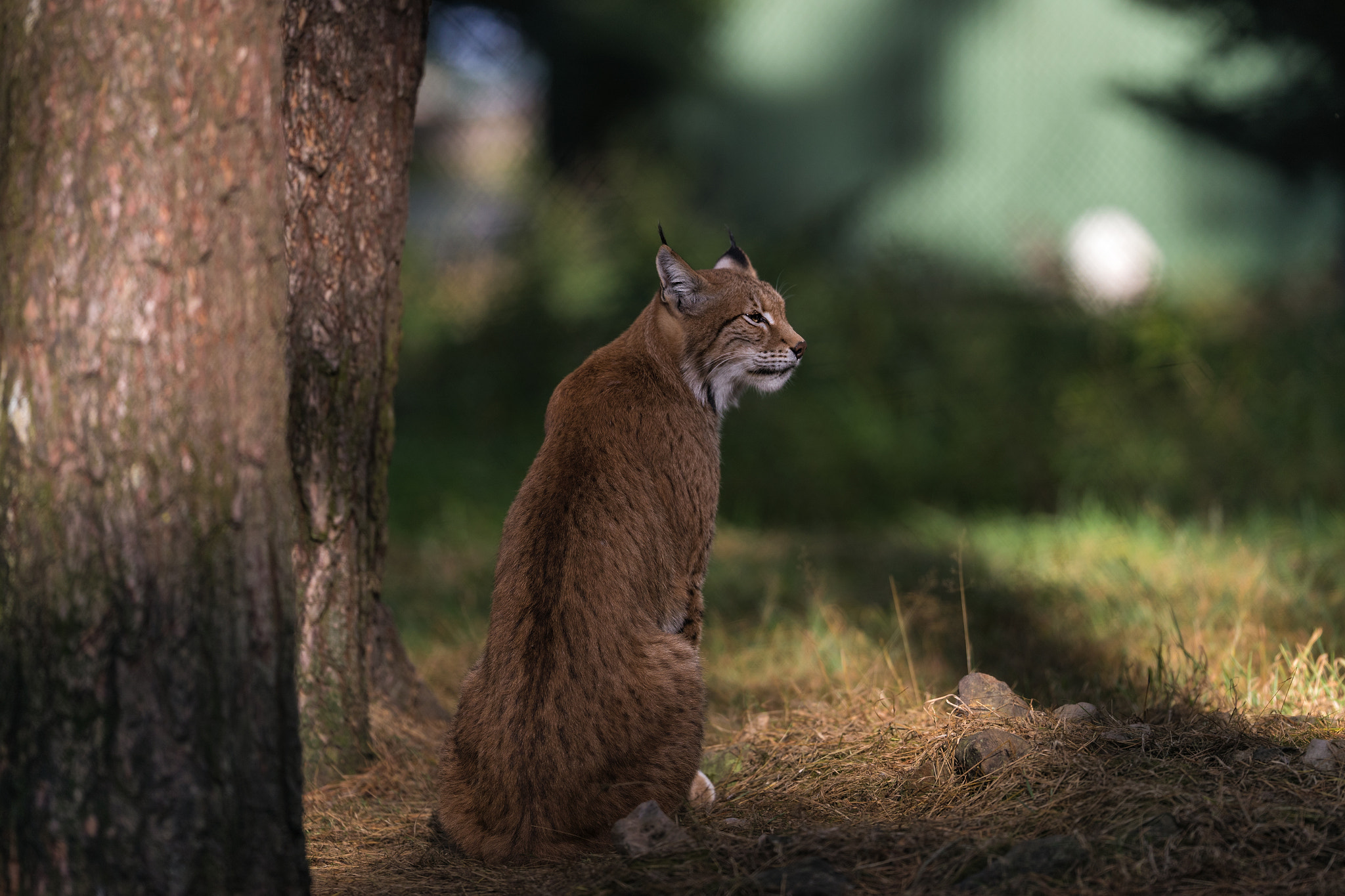 Canon EF 200mm F2L IS USM sample photo. Lux in the forest photography