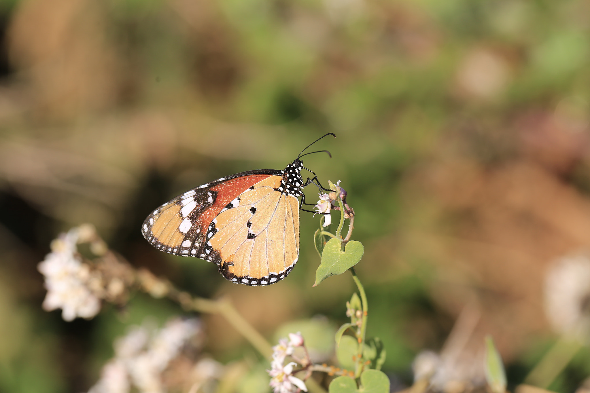 Canon EOS 6D + Canon EF 100mm F2.8L Macro IS USM sample photo. Sultan kelebeği photography