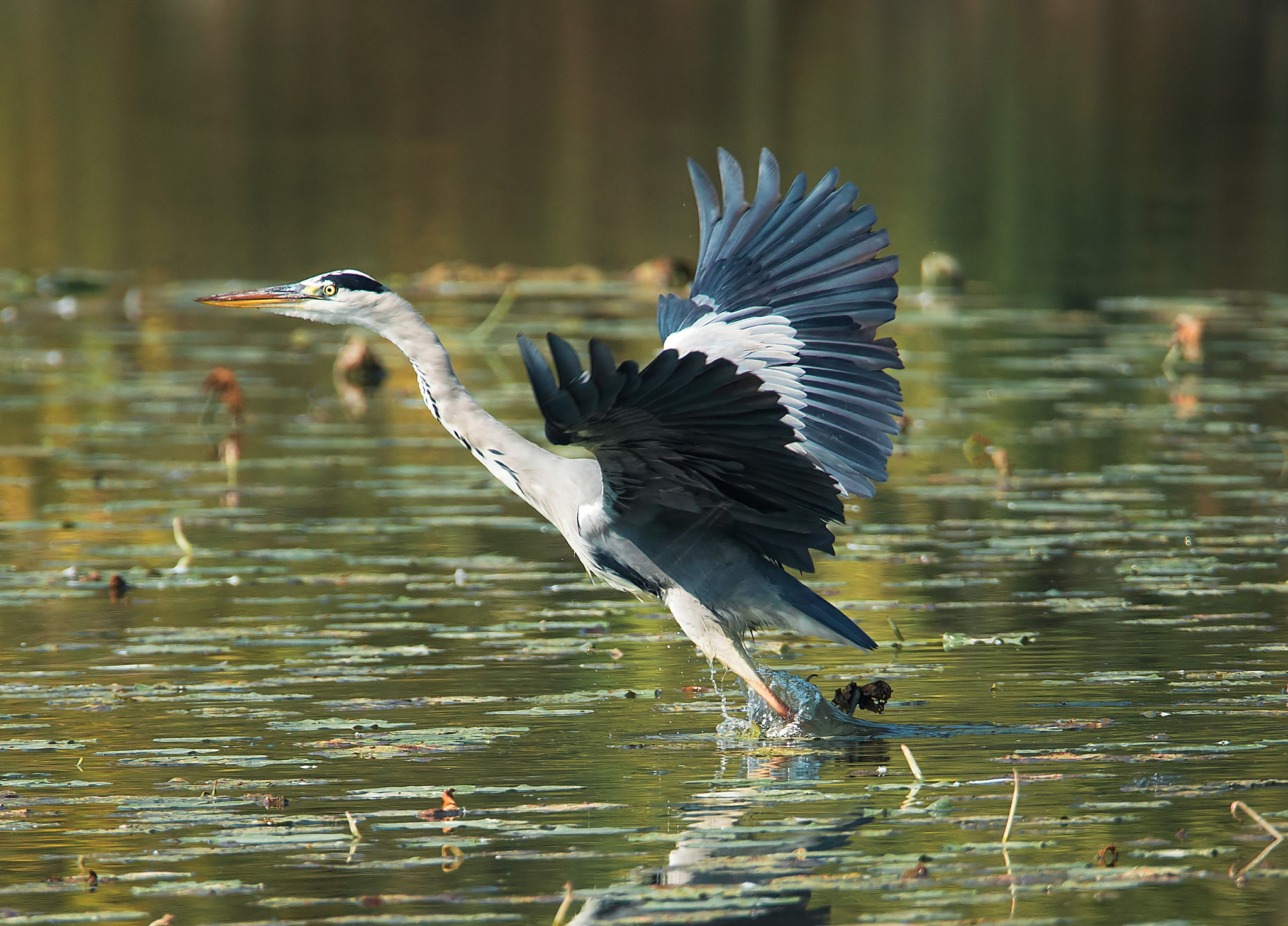 Canon EOS-1D X sample photo. Take off! photography