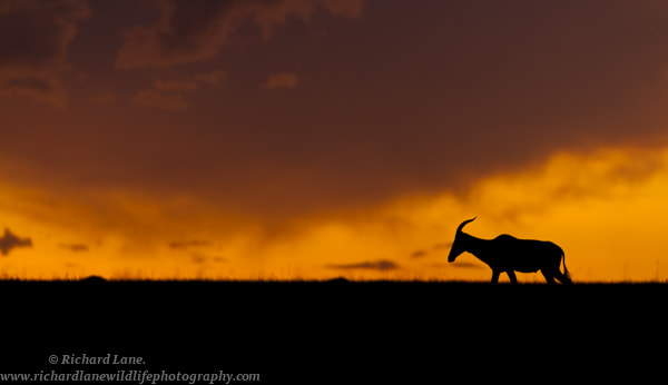Nikon AF-S Nikkor 200-400mm F4G ED-IF VR sample photo. Lone topi sunset photography
