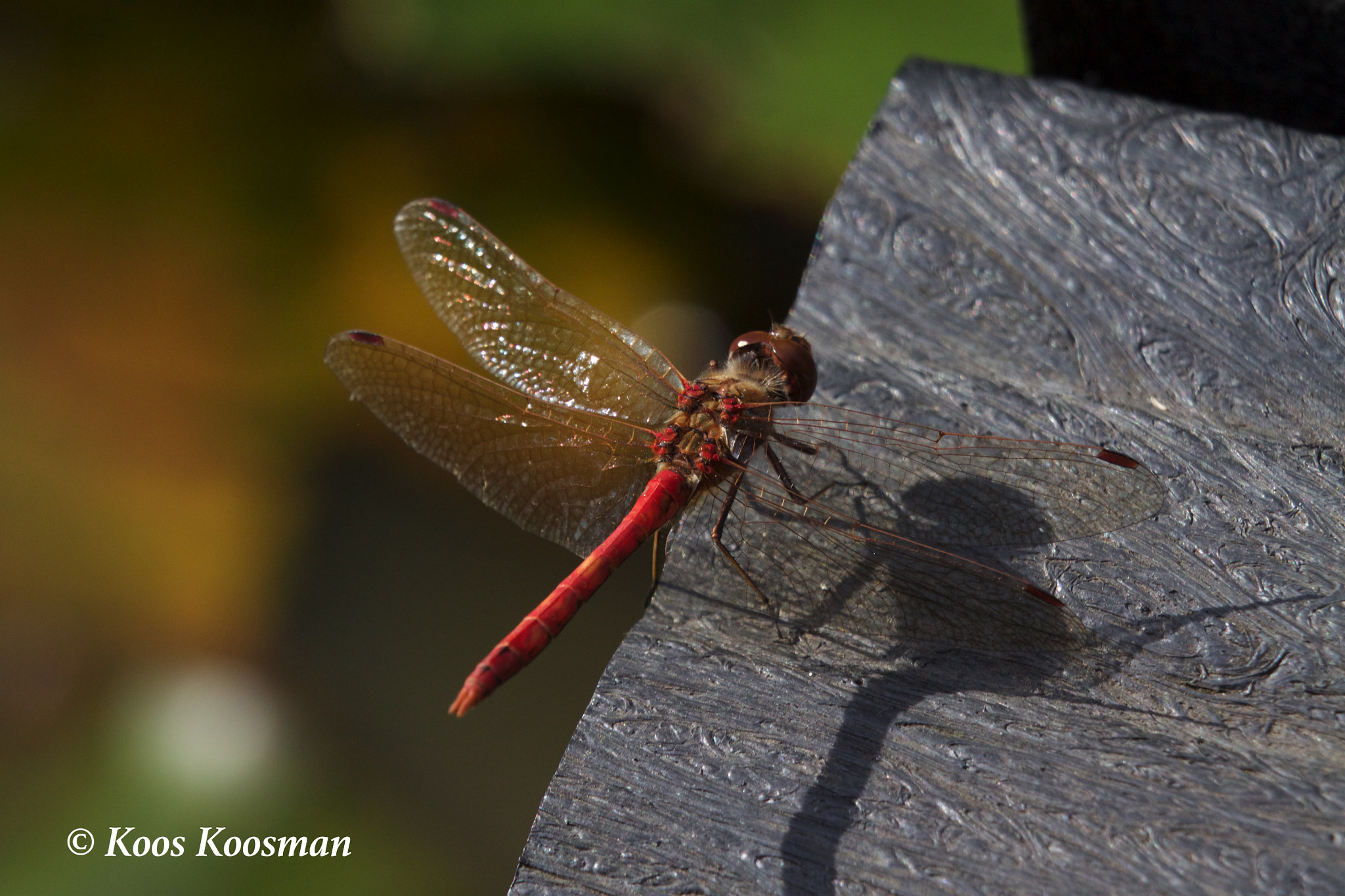 Canon EF 100-400mm F4.5-5.6L IS USM sample photo. Meadowhawks photography