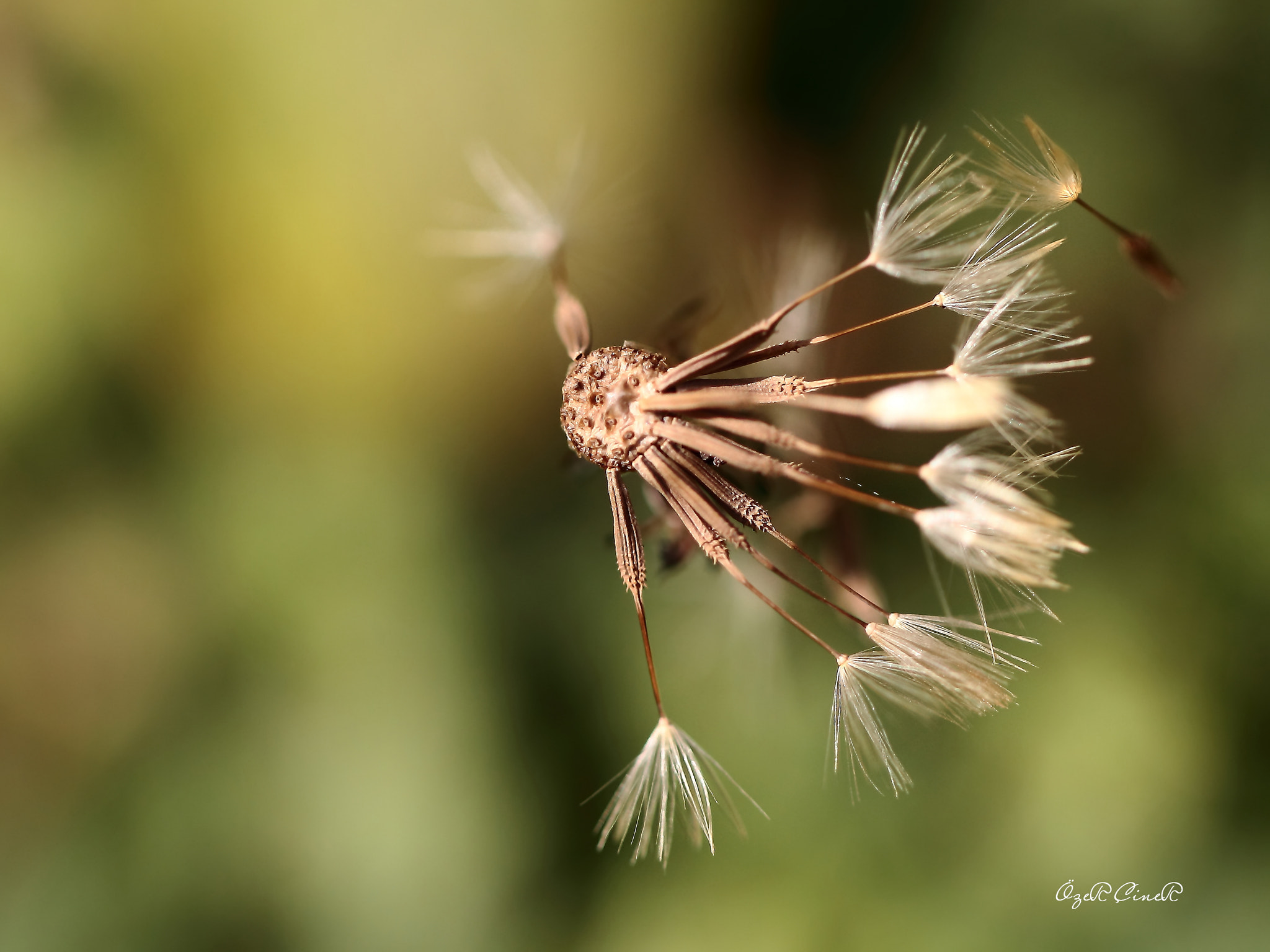 Canon EOS 7D + Canon EF 100mm F2.8L Macro IS USM sample photo. Farewell photography