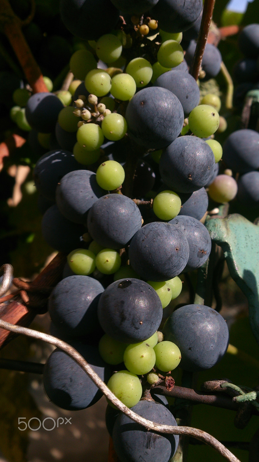 Sony Xperia T sample photo. Ripe and green photography