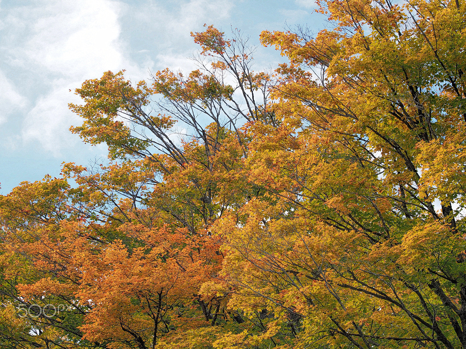 Olympus OM-D E-M5 sample photo. Changing trees photography