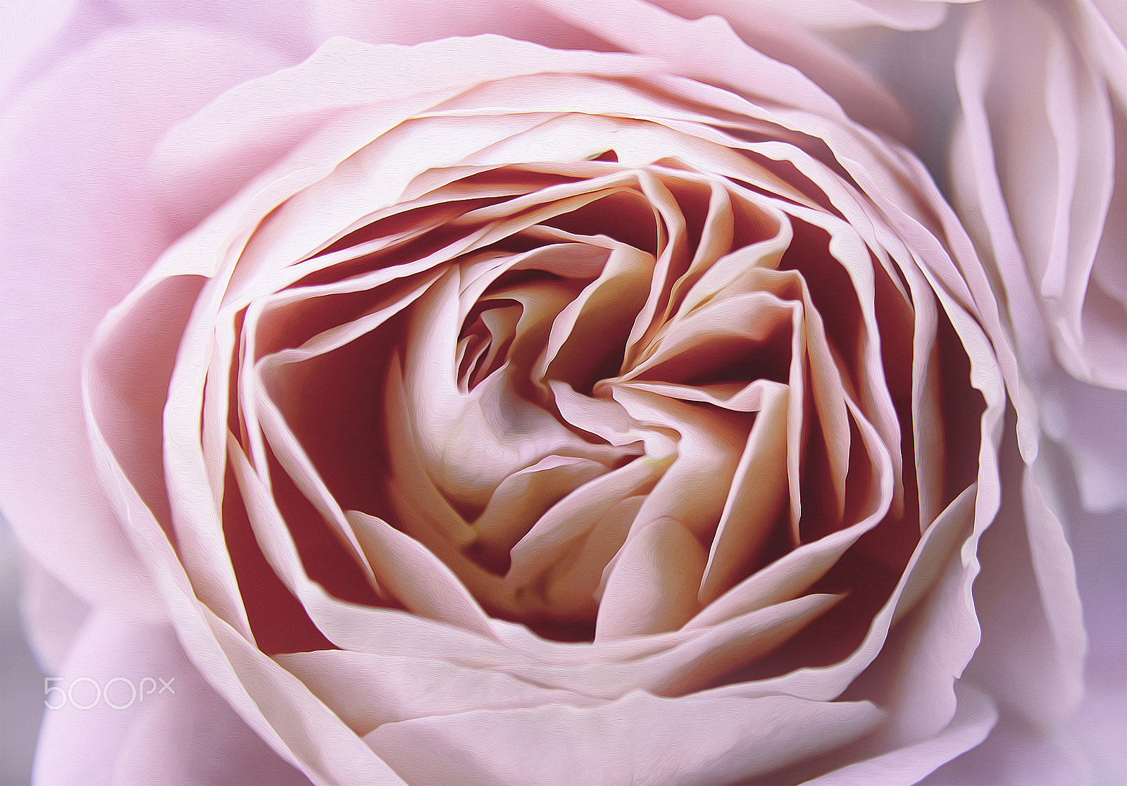 Sigma 17-70mm F2.8-4 DC Macro OS HSM sample photo. Pink rose photography