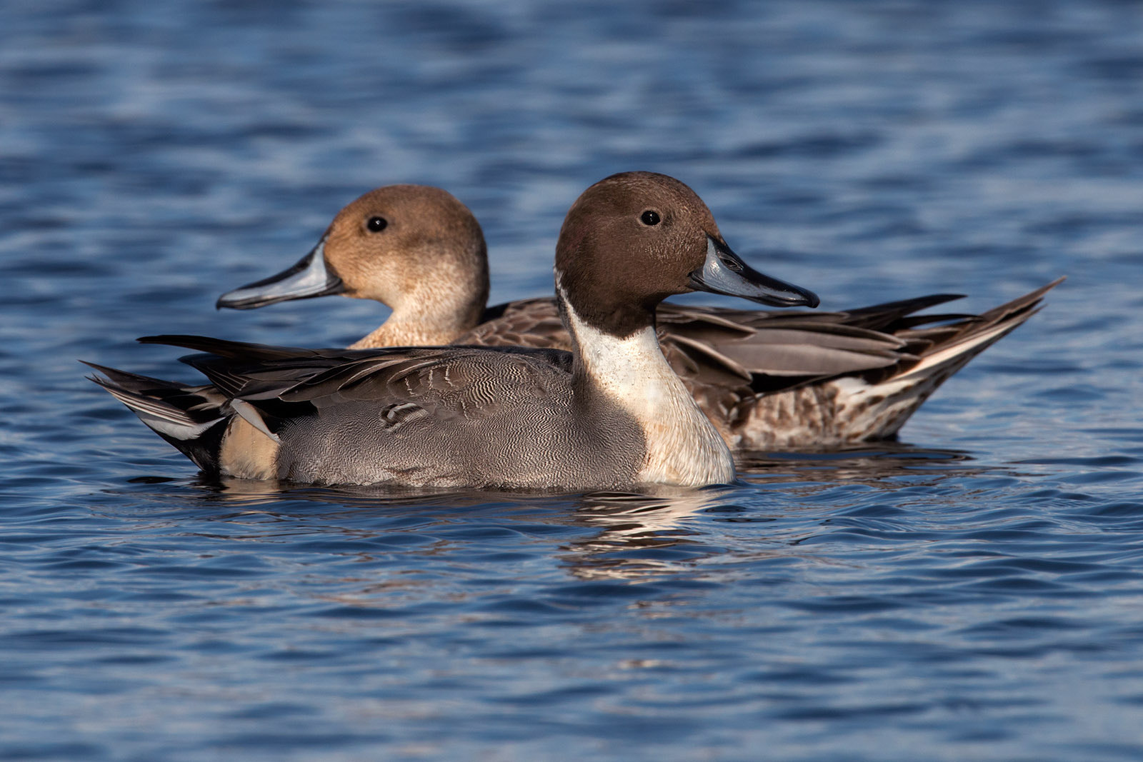 Canon EF 300mm F2.8L IS II USM sample photo. Codons photography