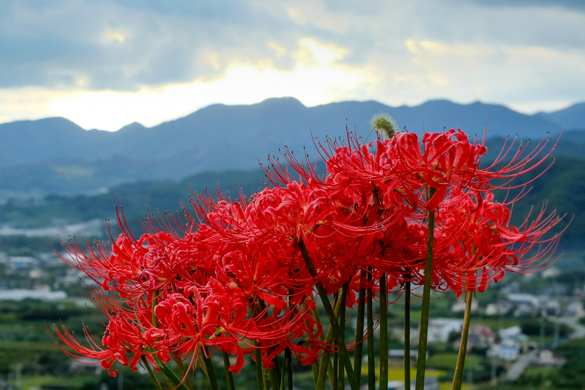 Fujifilm X-M1 + Fujifilm XF 35mm F1.4 R sample photo. Cluster-amaryllis of the hill photography