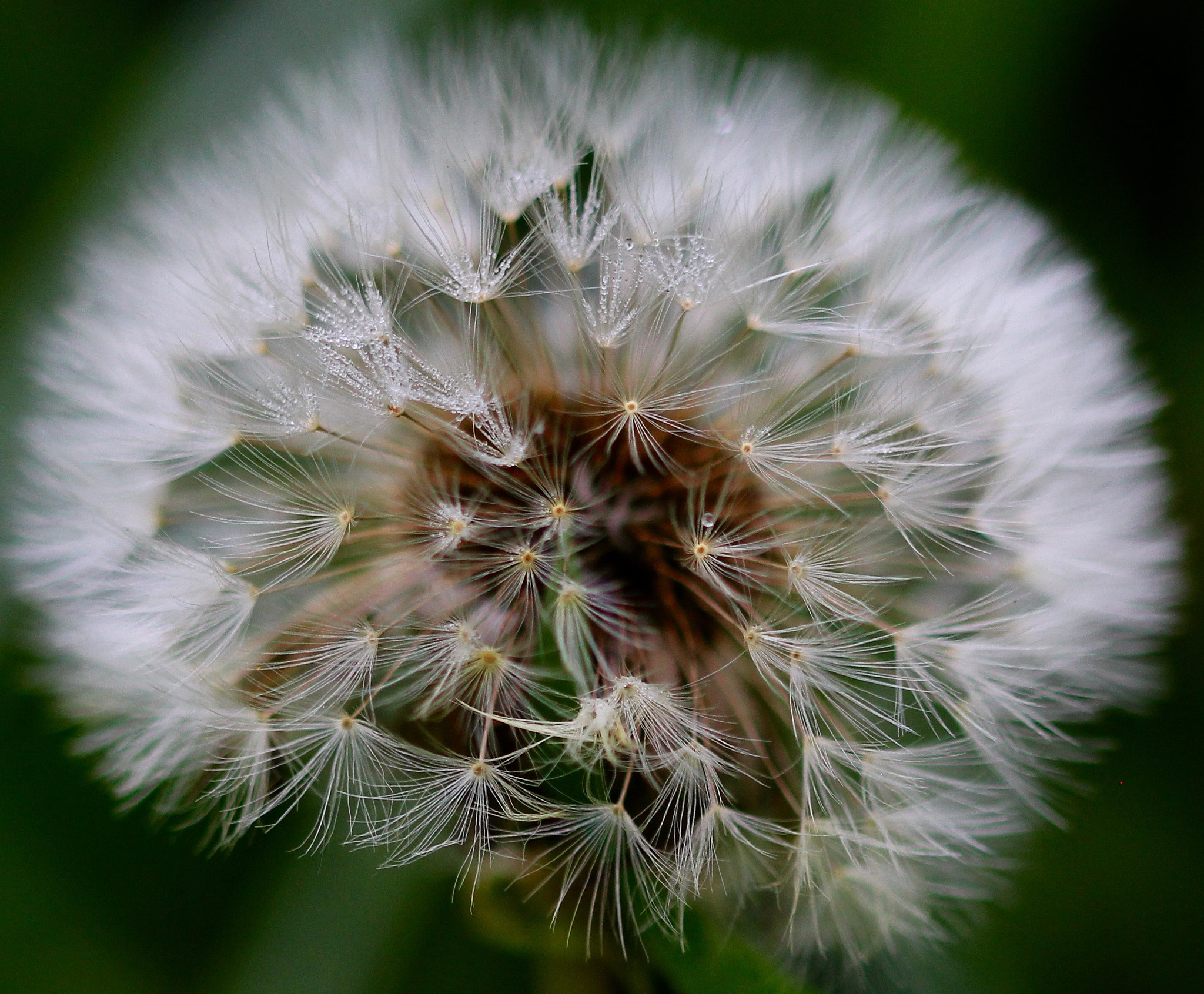Sigma 105mm F2.8 EX DG OS HSM sample photo. Img photography