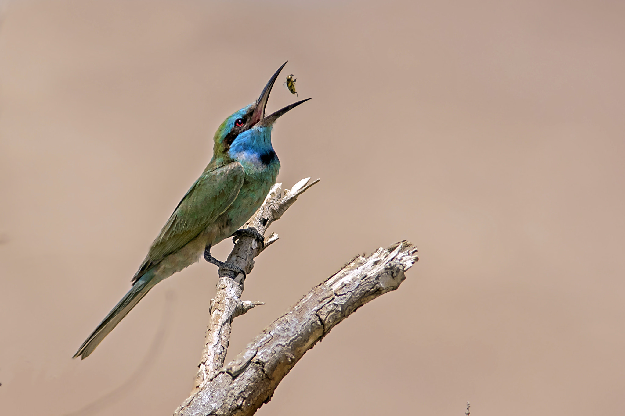 Canon EOS 7D Mark II + Canon EF 400mm F5.6L USM sample photo. Little green bee-eater photography