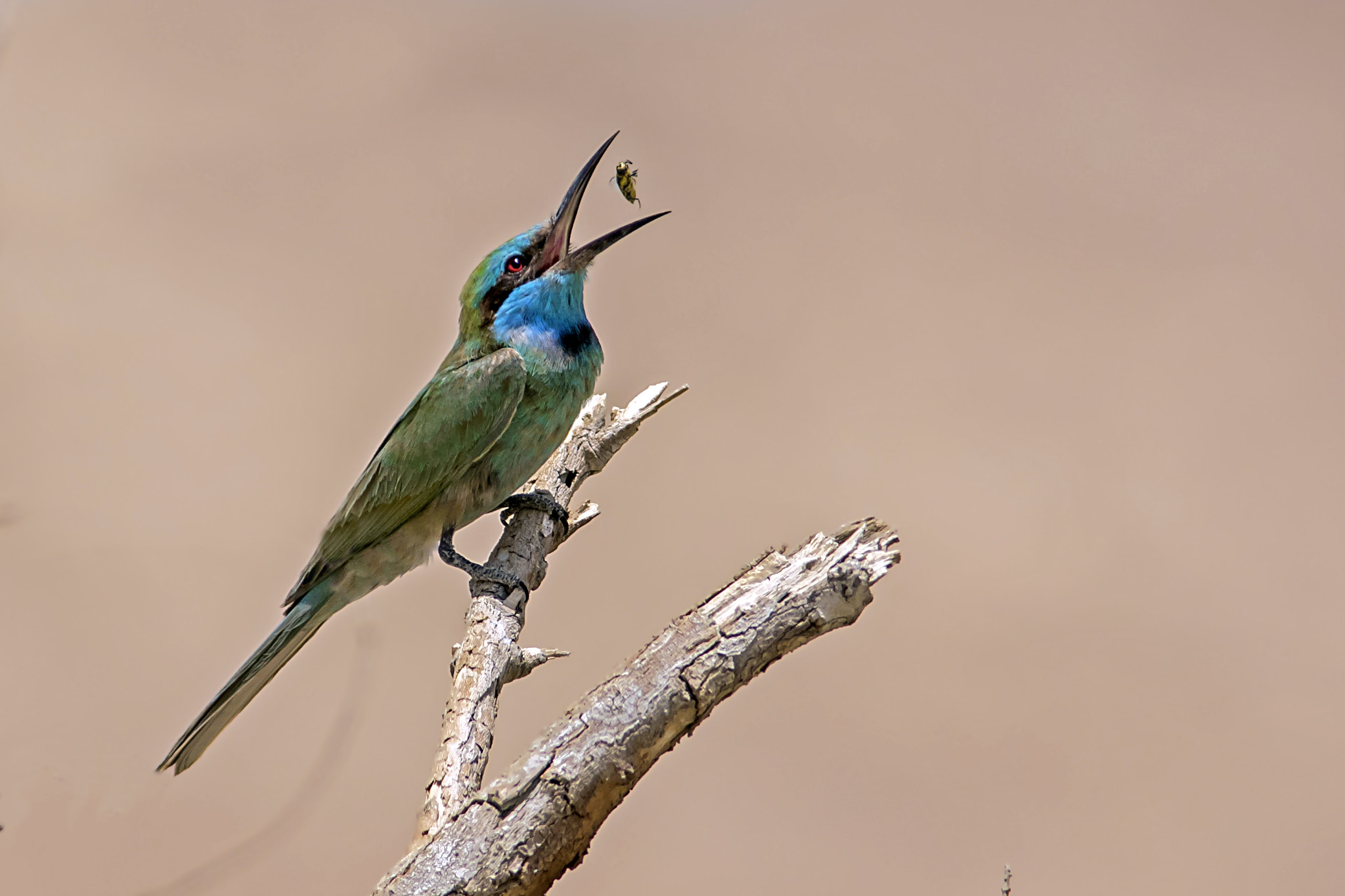 Canon EOS 7D Mark II sample photo. Little green bee-eater photography