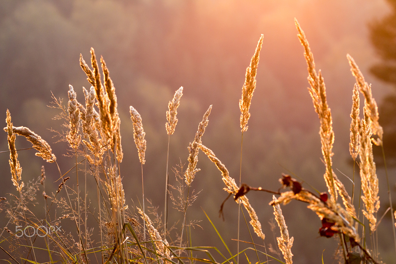 Canon EOS 70D + Canon EF 135mm F2L USM sample photo. Illuminated grass photography