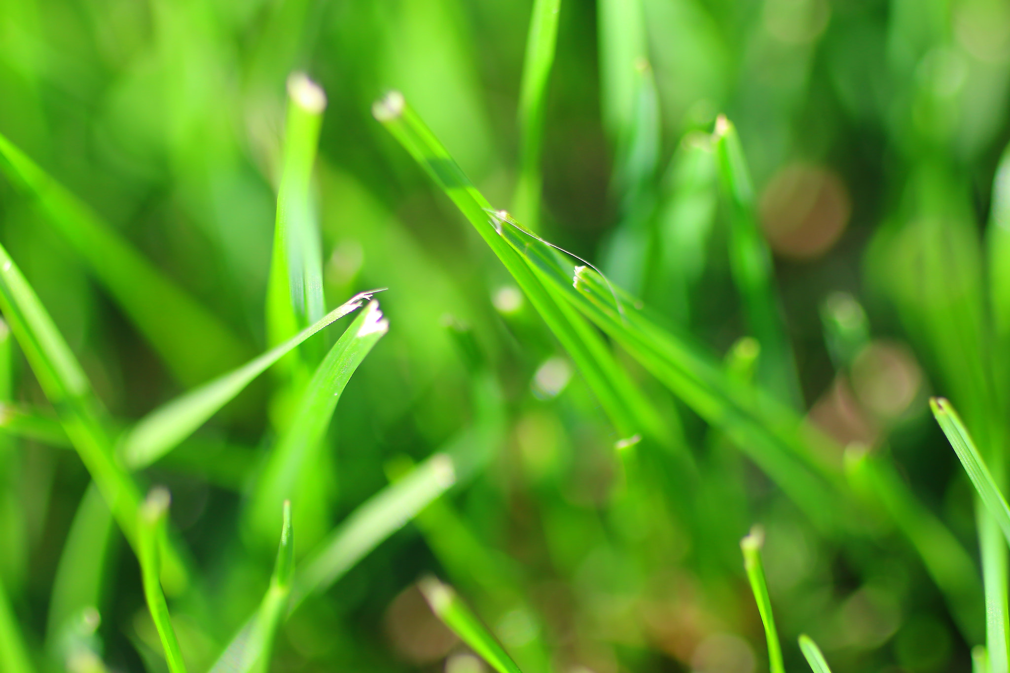 Canon EOS 70D + Canon EF 50mm F2.5 Macro sample photo. Fbao photography