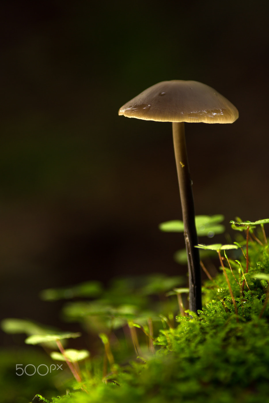 Canon EF 200mm F2.8L II USM sample photo. Langstieliger knoblauchschwindling │ garlic parachute │mycetinis alliaceus photography