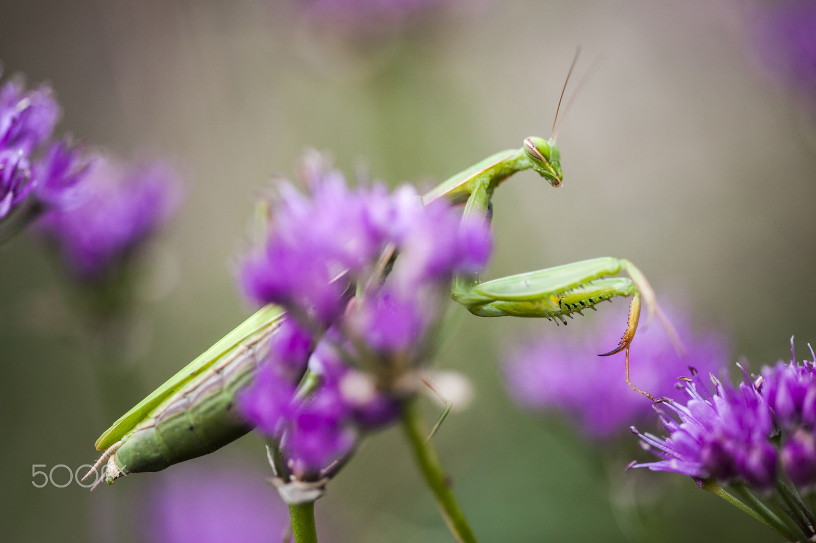 Sigma APO Macro 150mm f/2.8 EX DG HSM sample photo. Mantid photography