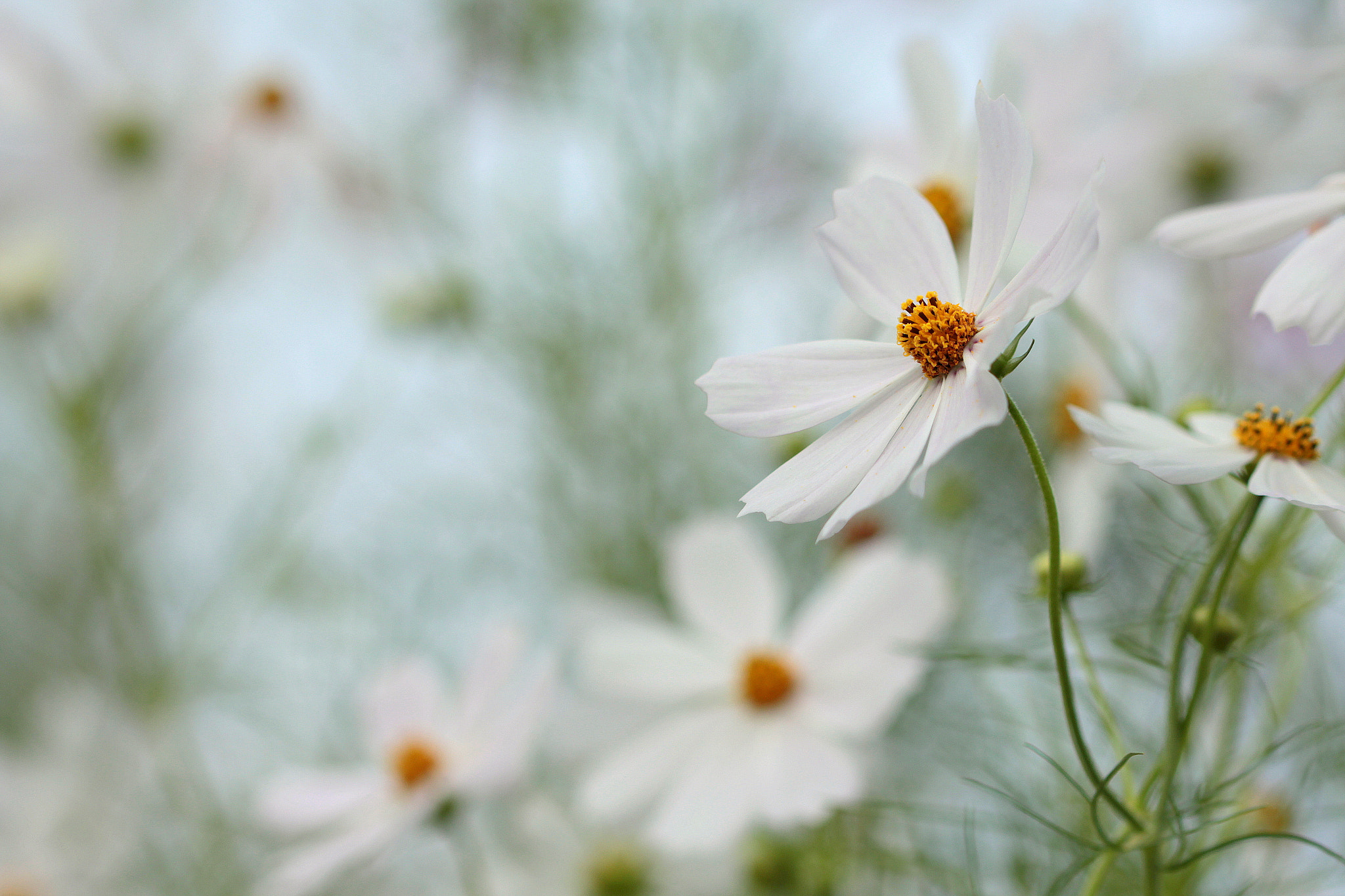 Canon EF 100mm F2.8L Macro IS USM sample photo. Swing photography