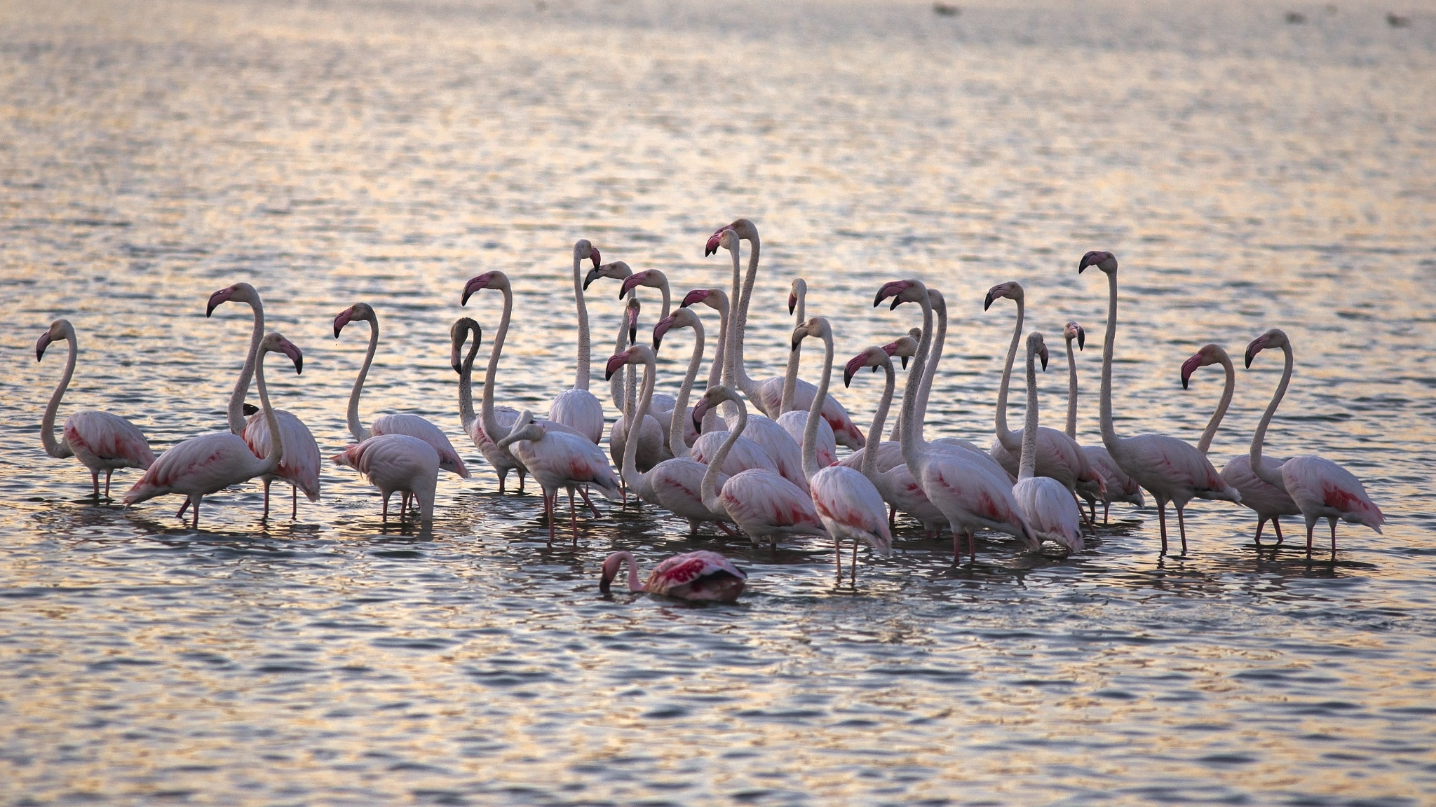 Canon EOS 6D + Canon EF 300mm F4L IS USM sample photo. Img photography