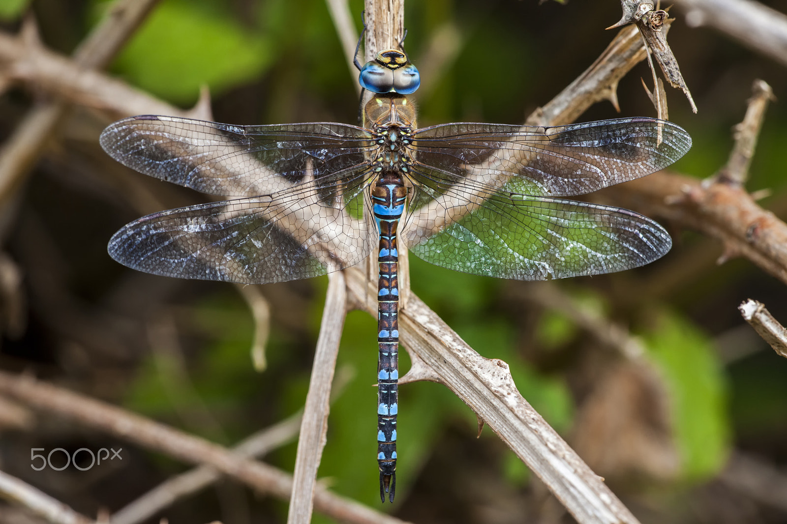 Sigma APO Macro 150mm f/2.8 EX DG HSM sample photo. Aeshna affinis photography